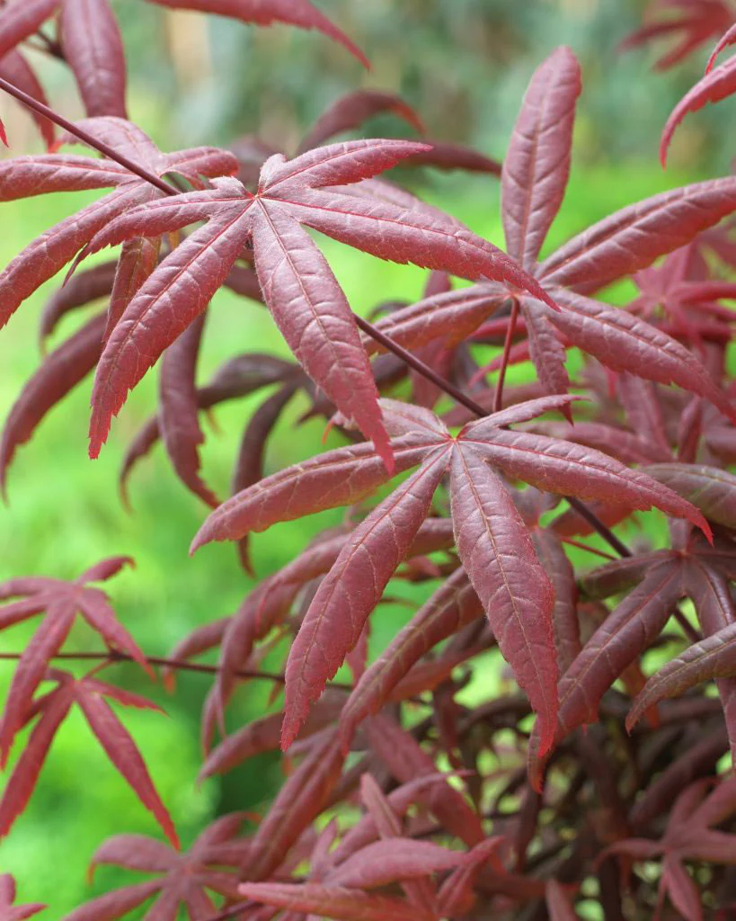 Érable du Japon Acer 'Starfish' rouge - Image 3
