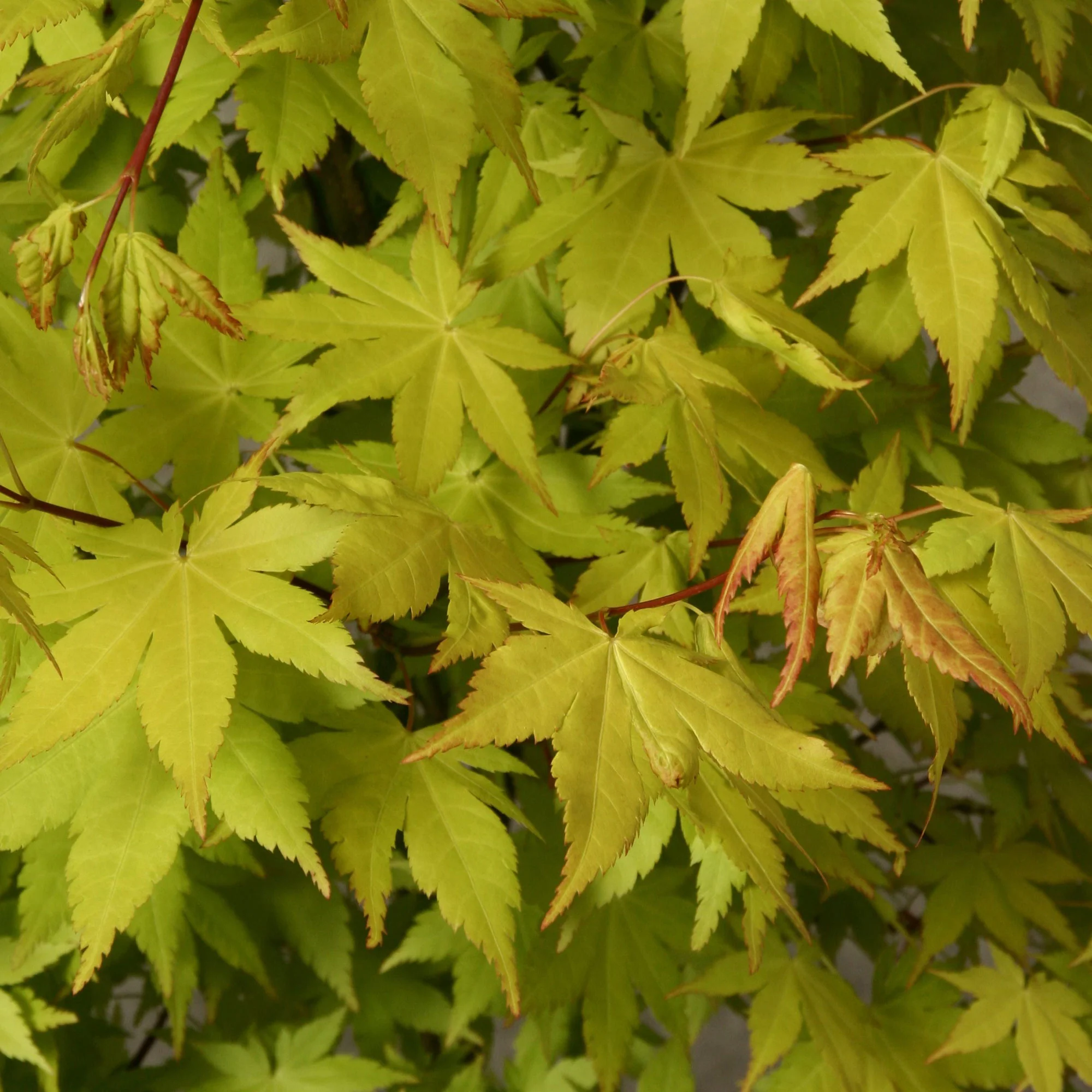 Érable du Japon Acer 'Summer Gold' orangé-jaune - Image 3