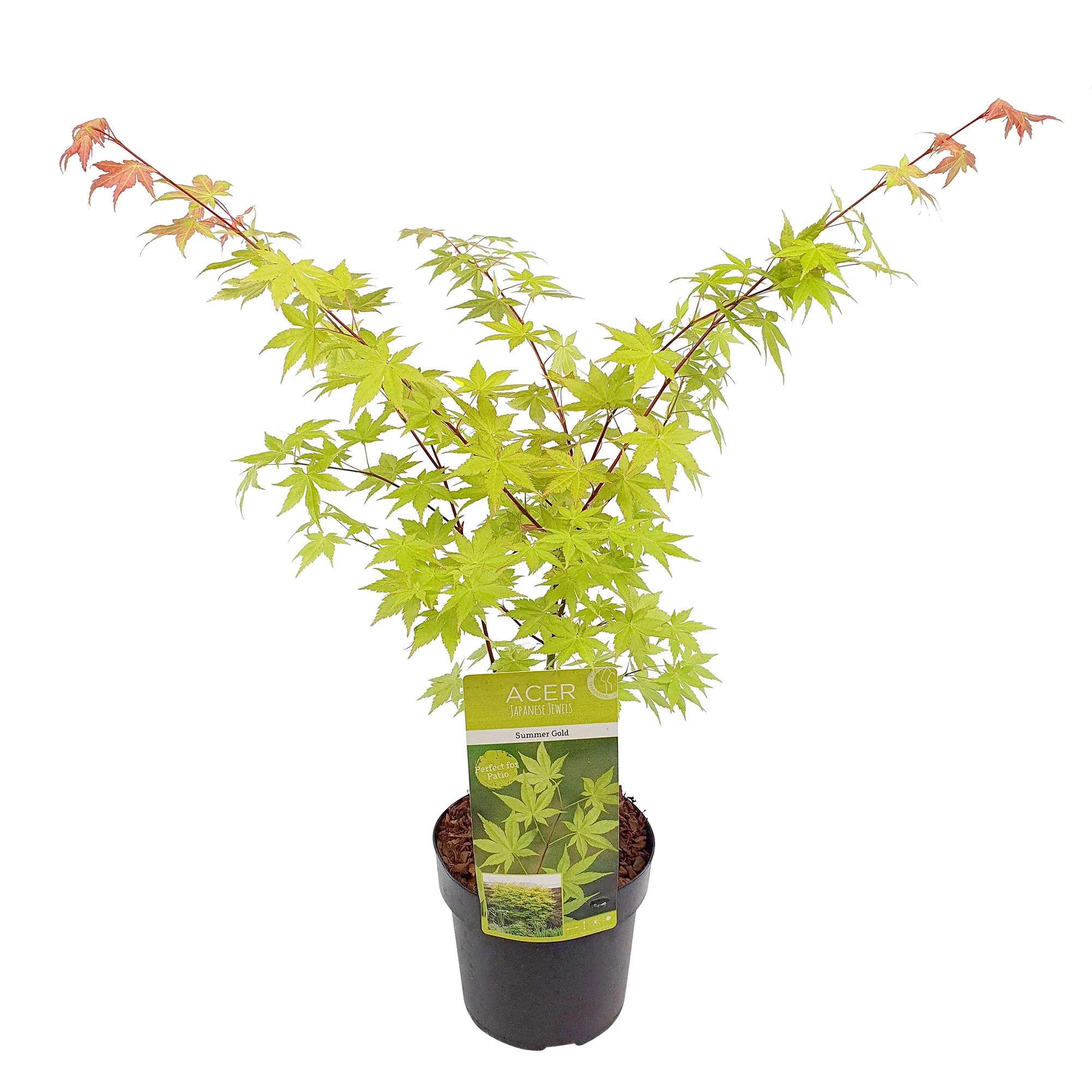 Érable du Japon Acer 'Summer Gold' orangé-jaune - Image 4