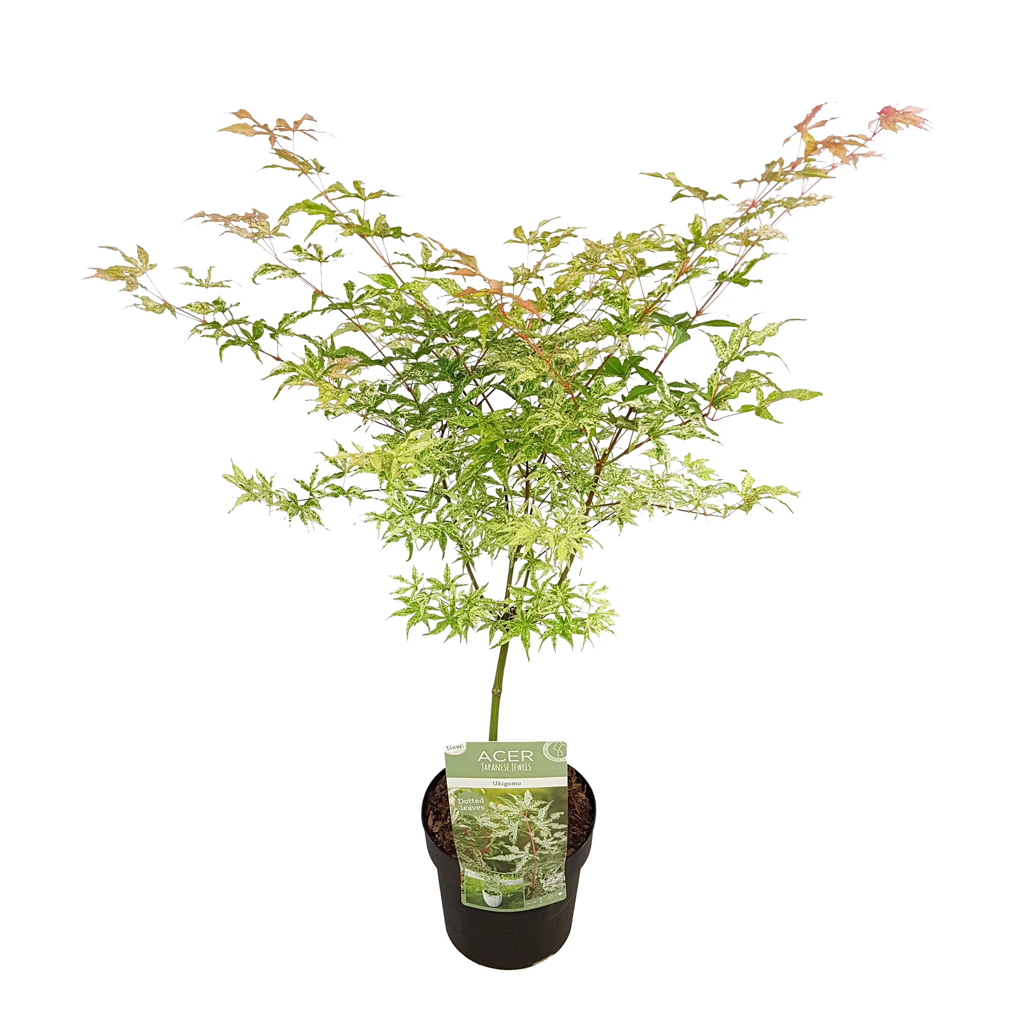 Érable du Japon Acer 'Ukigumo' crème - Image 3