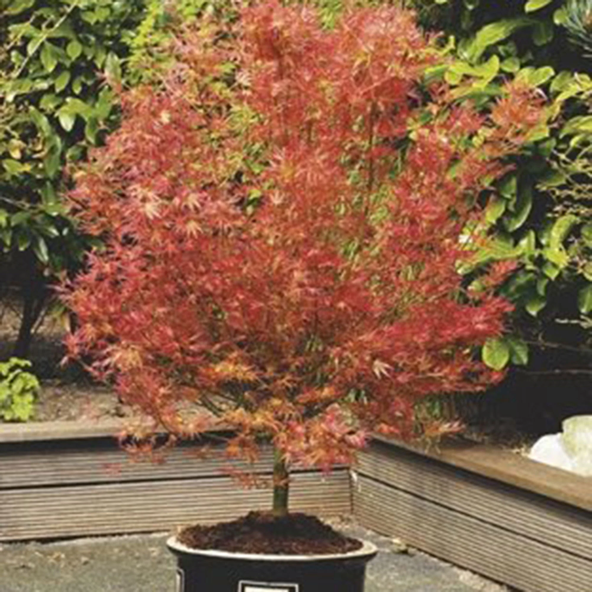 Érable du Japon Acer 'Wilson's Pink Dwarf' rose-orangé-vert - Image 2