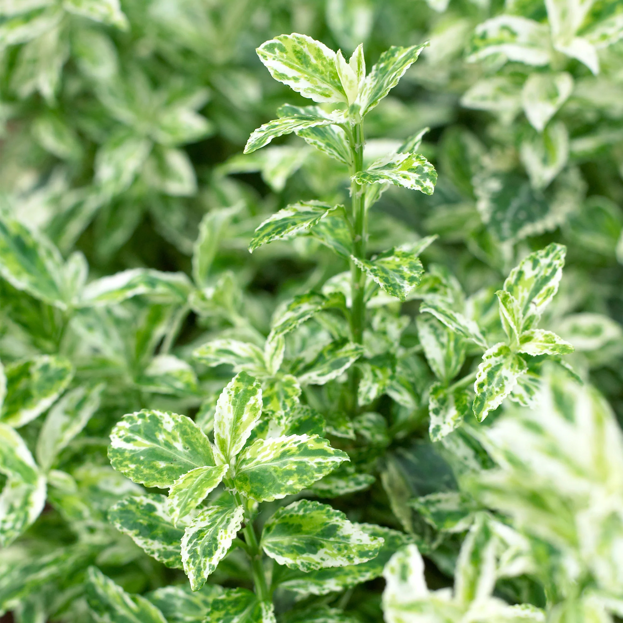 Euonymus  'Harlequin' Jaune-Multicolore - Image 3