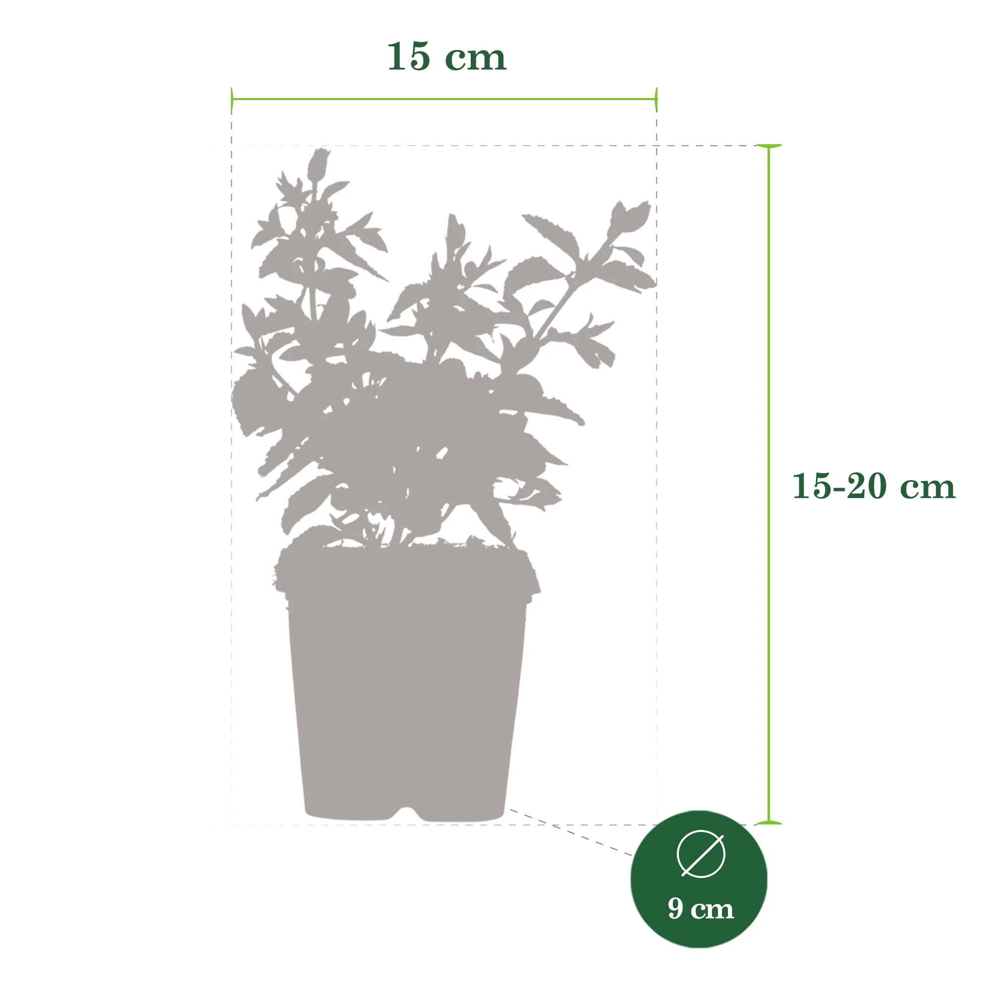 Euonymus  'Harlequin' Jaune-Multicolore - Image 5
