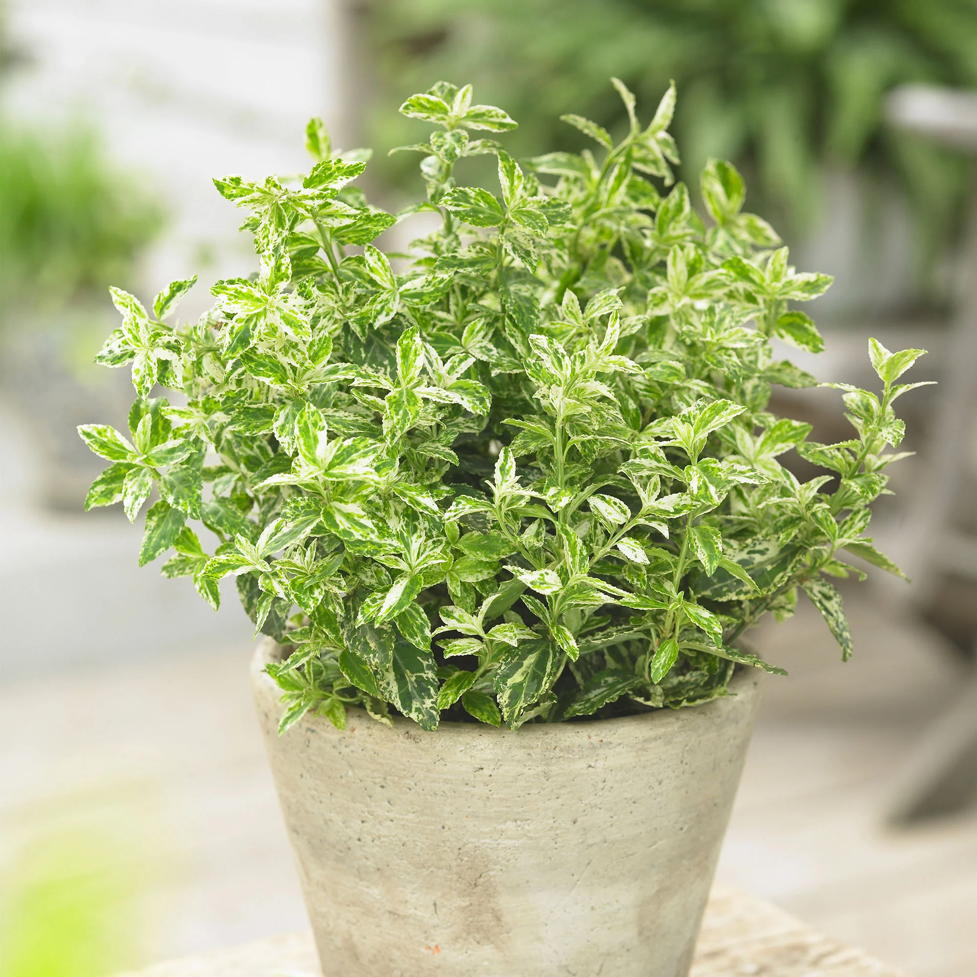 Euonymus  'Harlequin' Jaune-Multicolore - Image 6