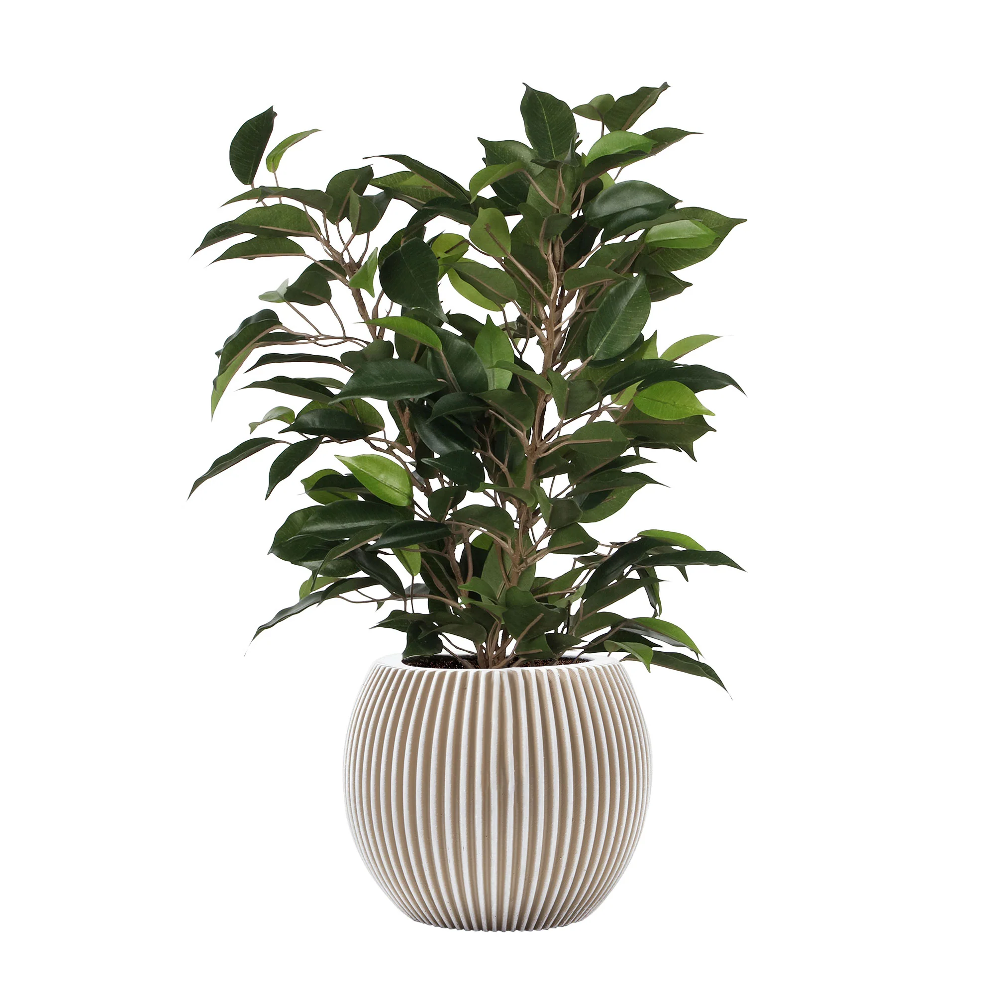 Ficus artificiel 'Natasja' avec cache-pot blanc - Image 3