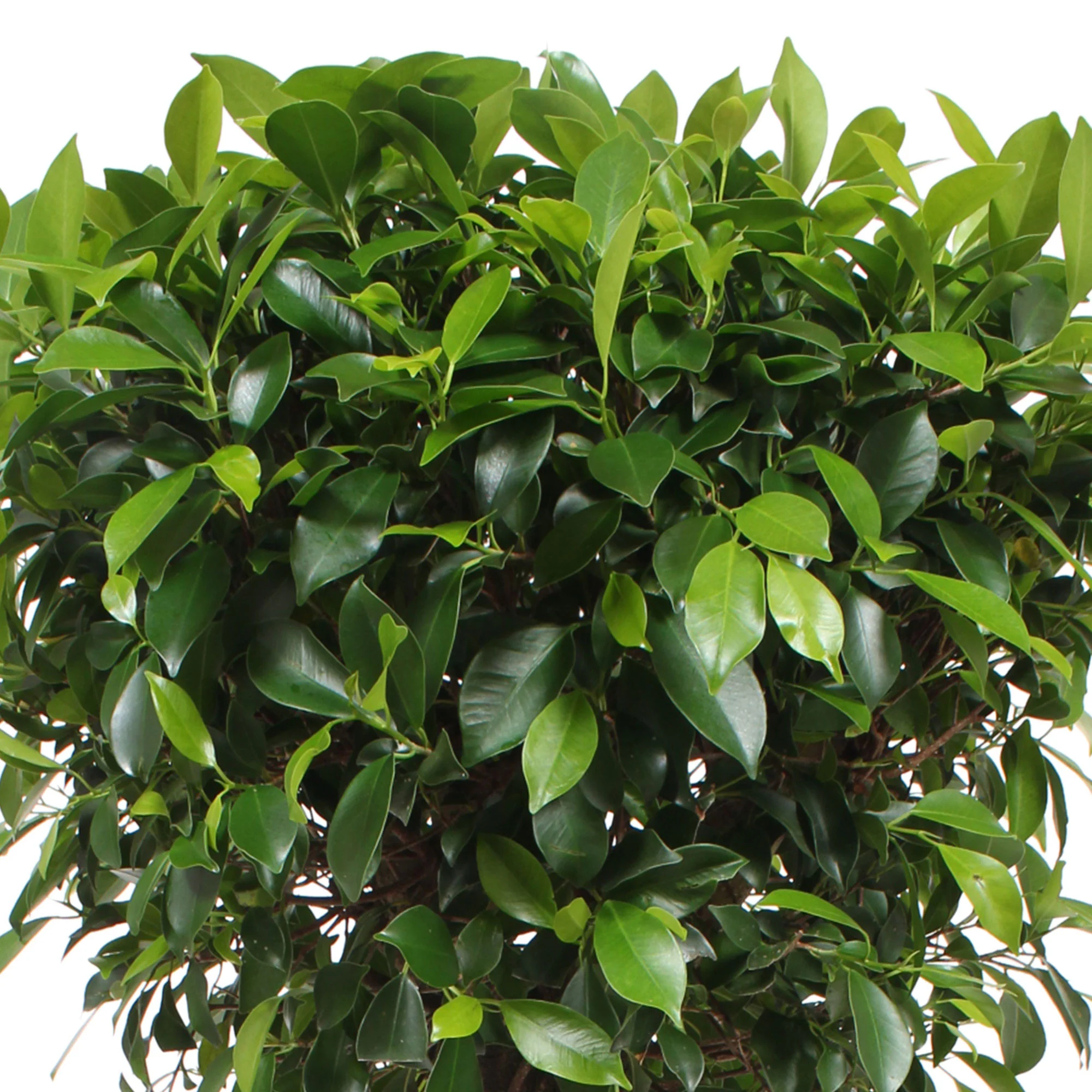 Ficus microcarpa 'Nitida'  sur tige - Image 2