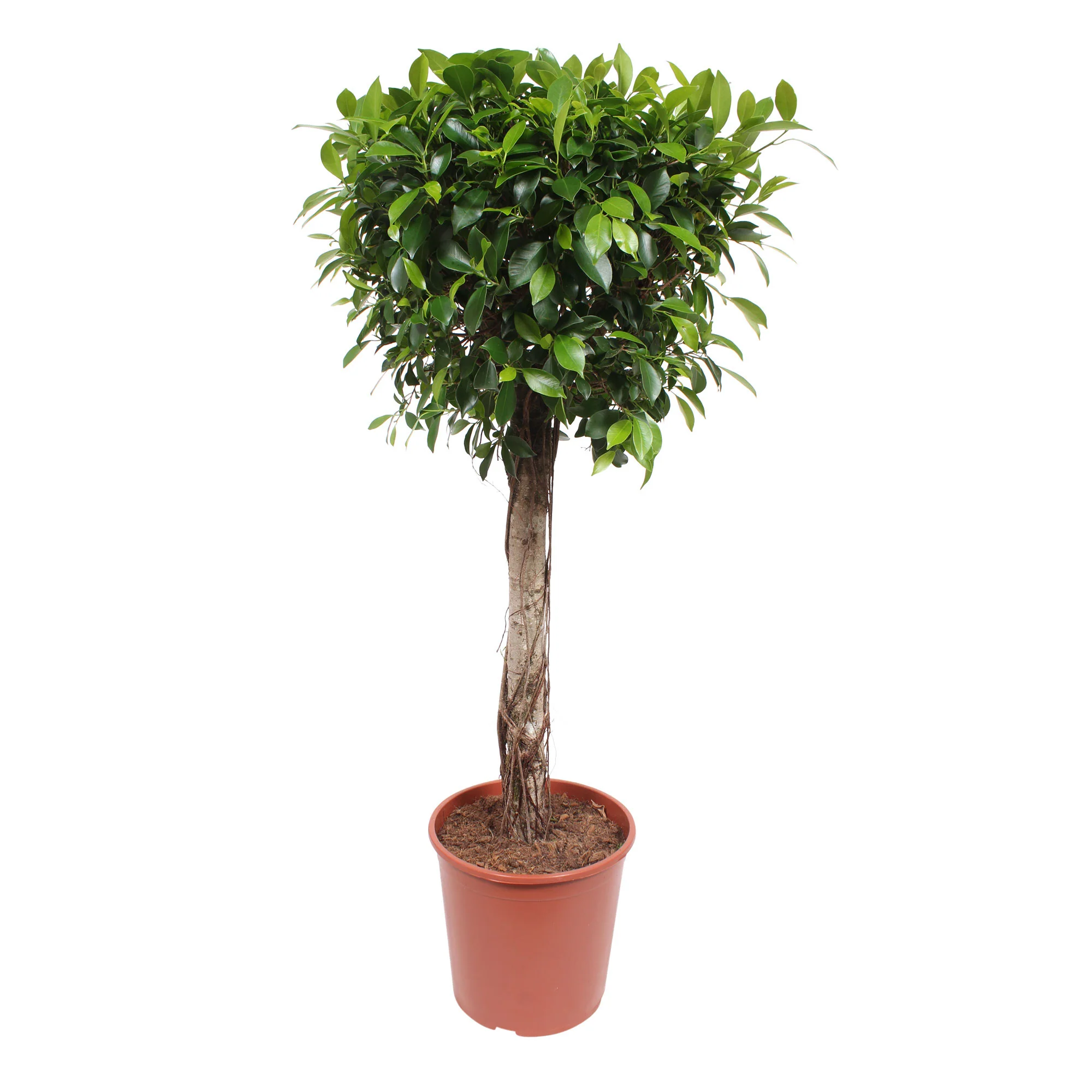 Ficus microcarpa 'Nitida'  sur tige - Image 3
