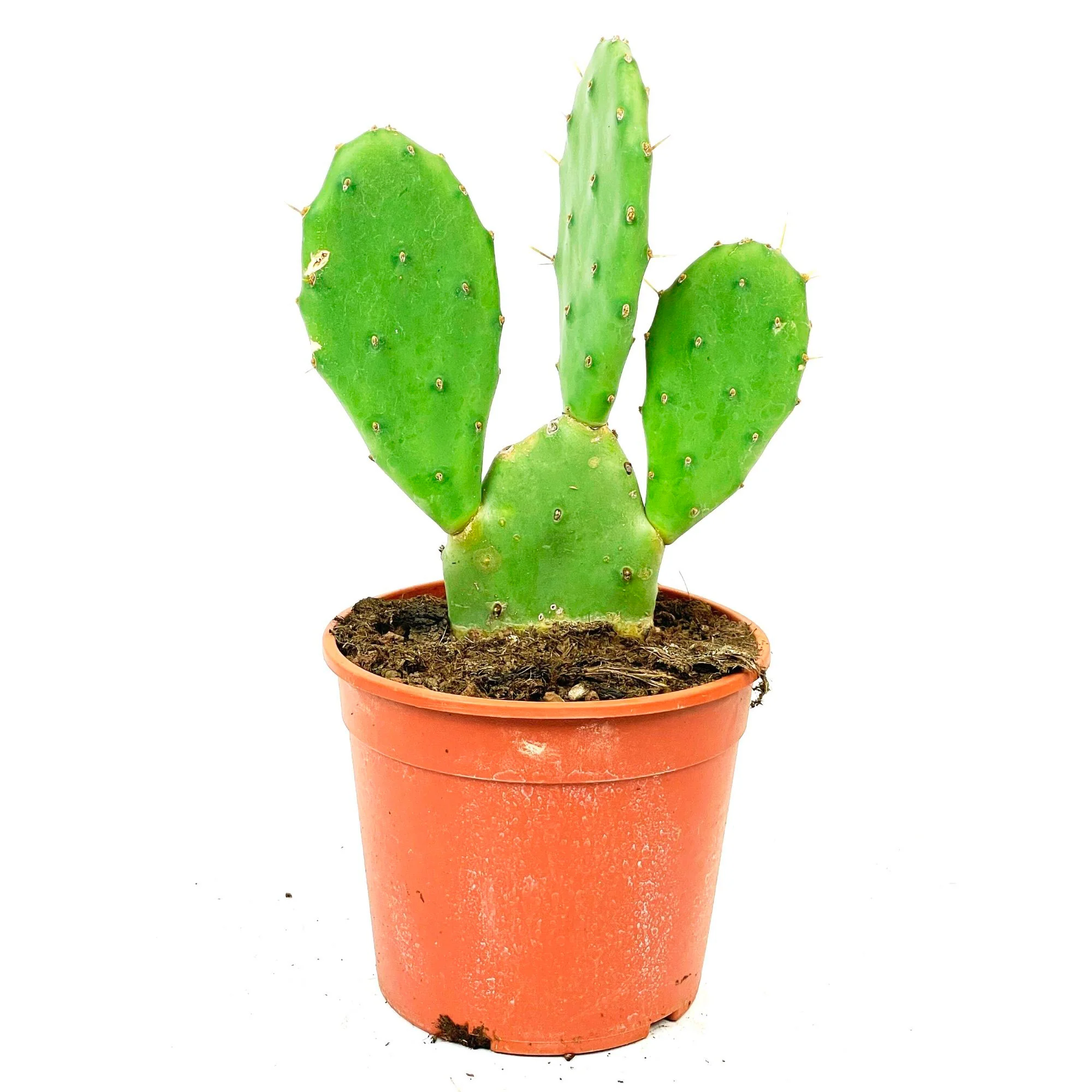 Figuier de barbarie Opuntia vulgaris - Image 3