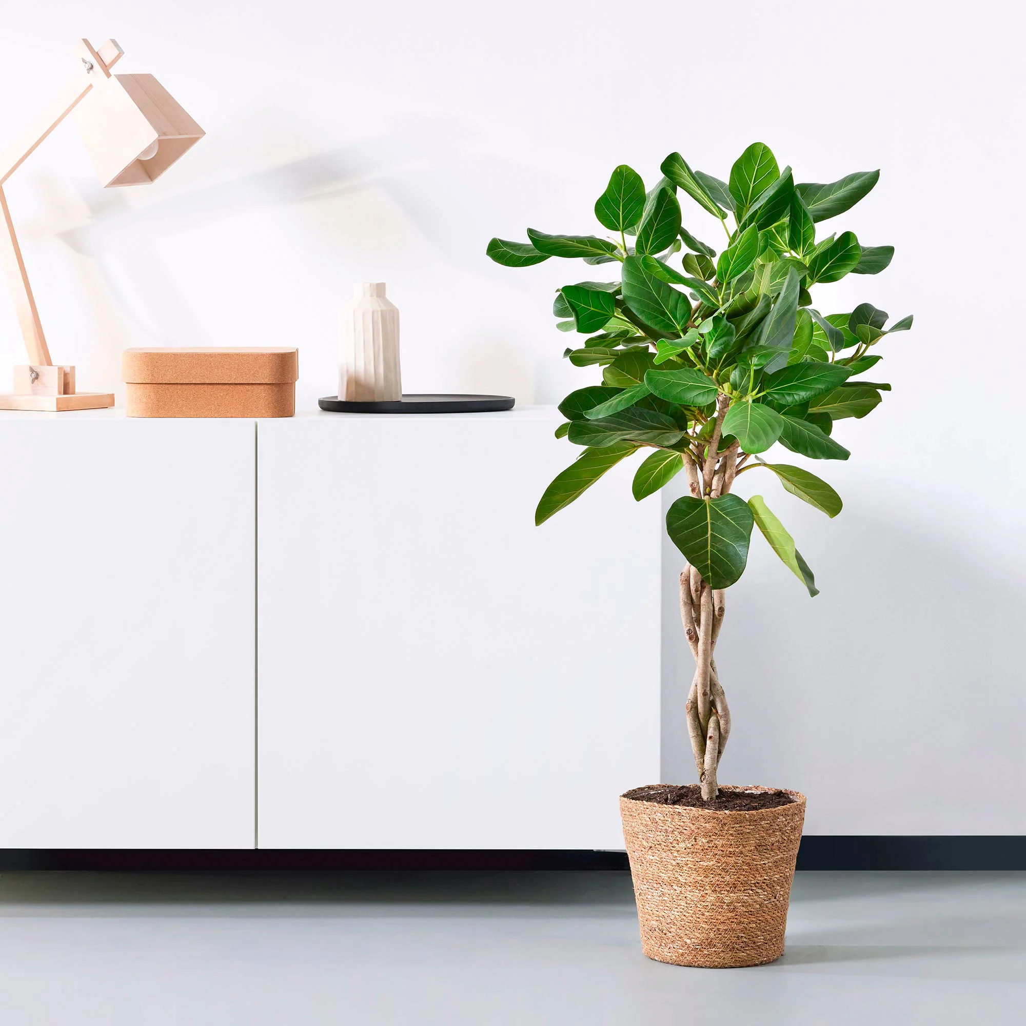 Figuier des banians Ficus  benghalensis 'Audrey'