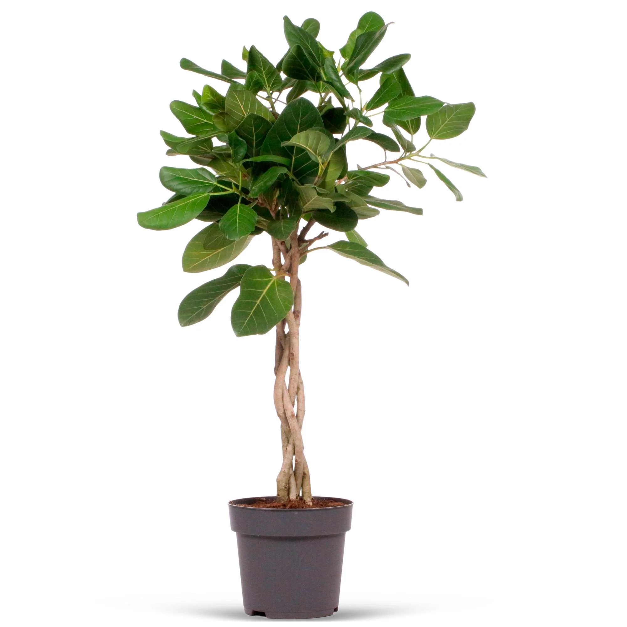 Figuier des banians Ficus  benghalensis 'Audrey' - Image 4