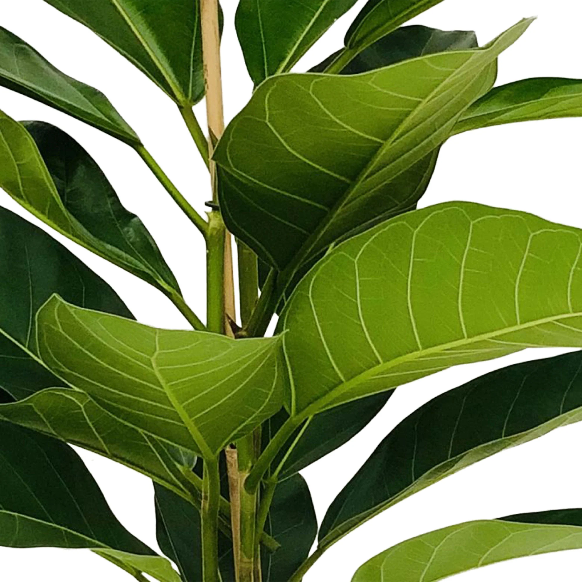 Figuier des banians Ficus benghalensis 'Roy' - Image 2