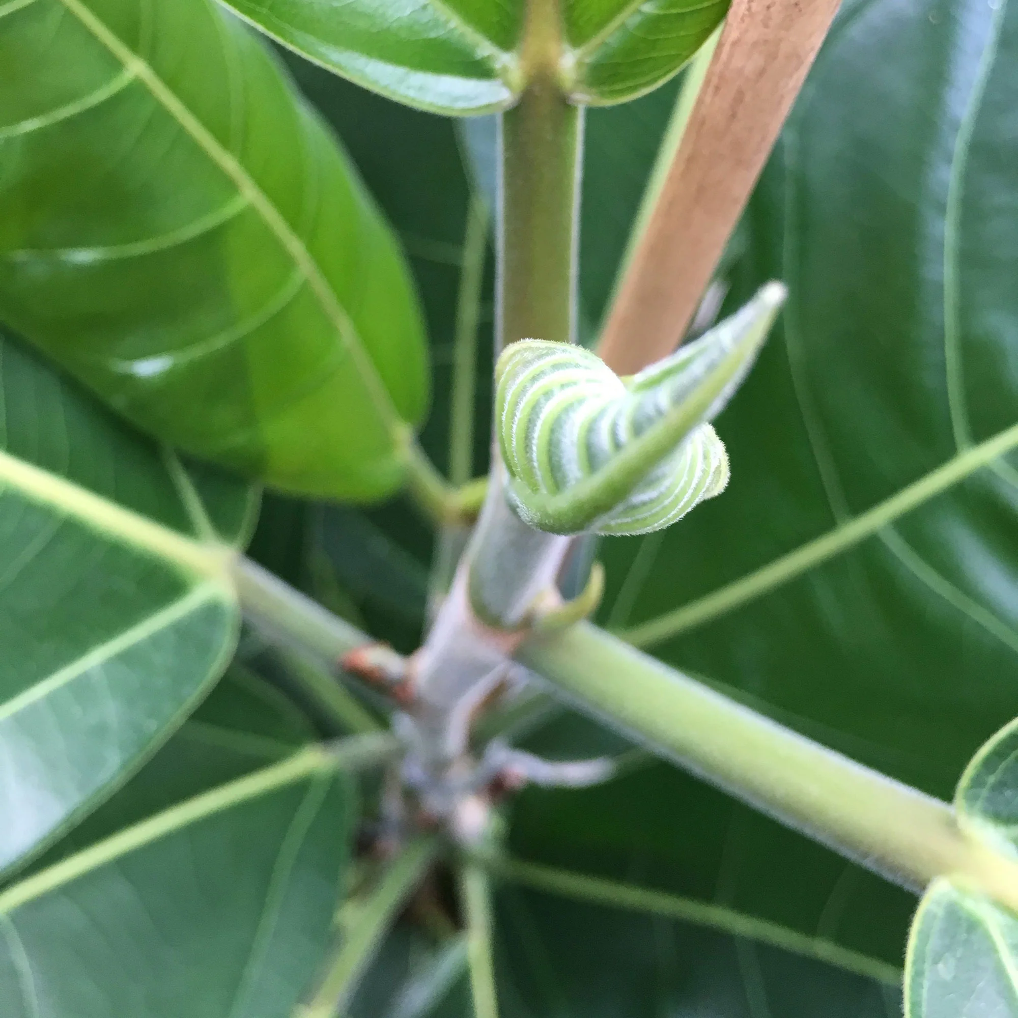 Figuier des banians Ficus benghalensis 'Roy' - Image 3
