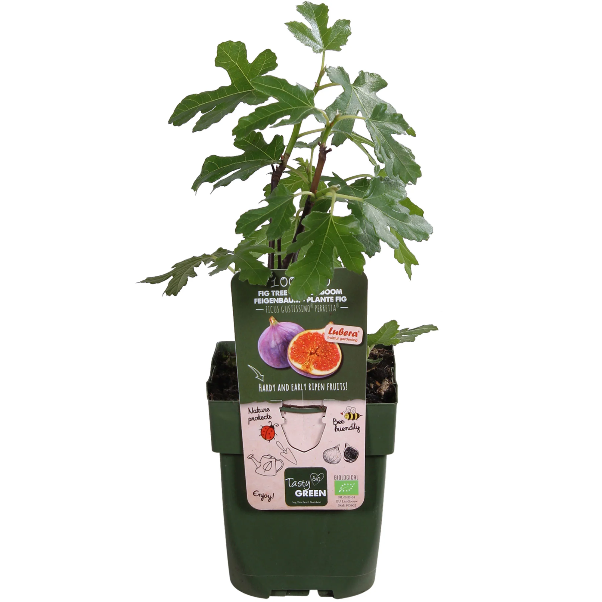 Figuier Ficus carica 'Perretta' - vert-marron - Bio