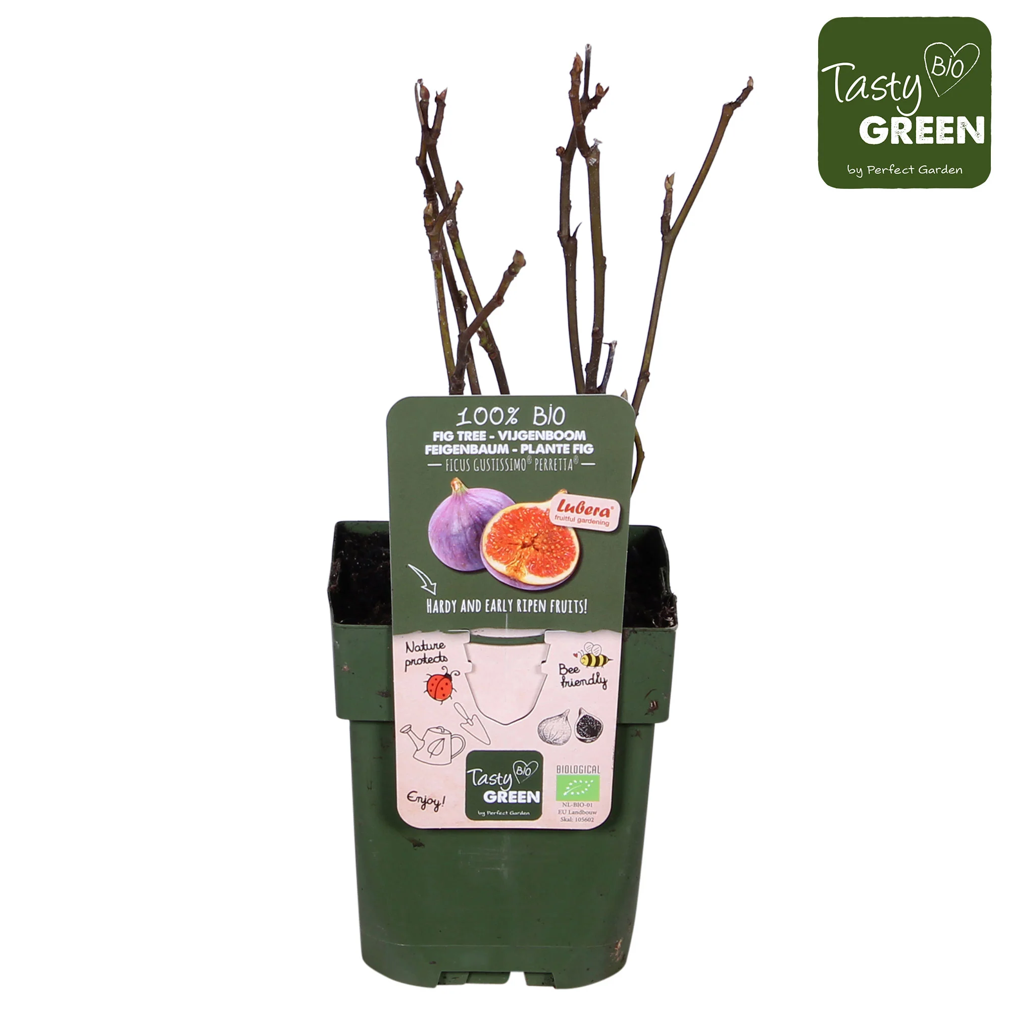 Figuier Ficus carica 'Perretta' - vert-marron - Bio - Image 3