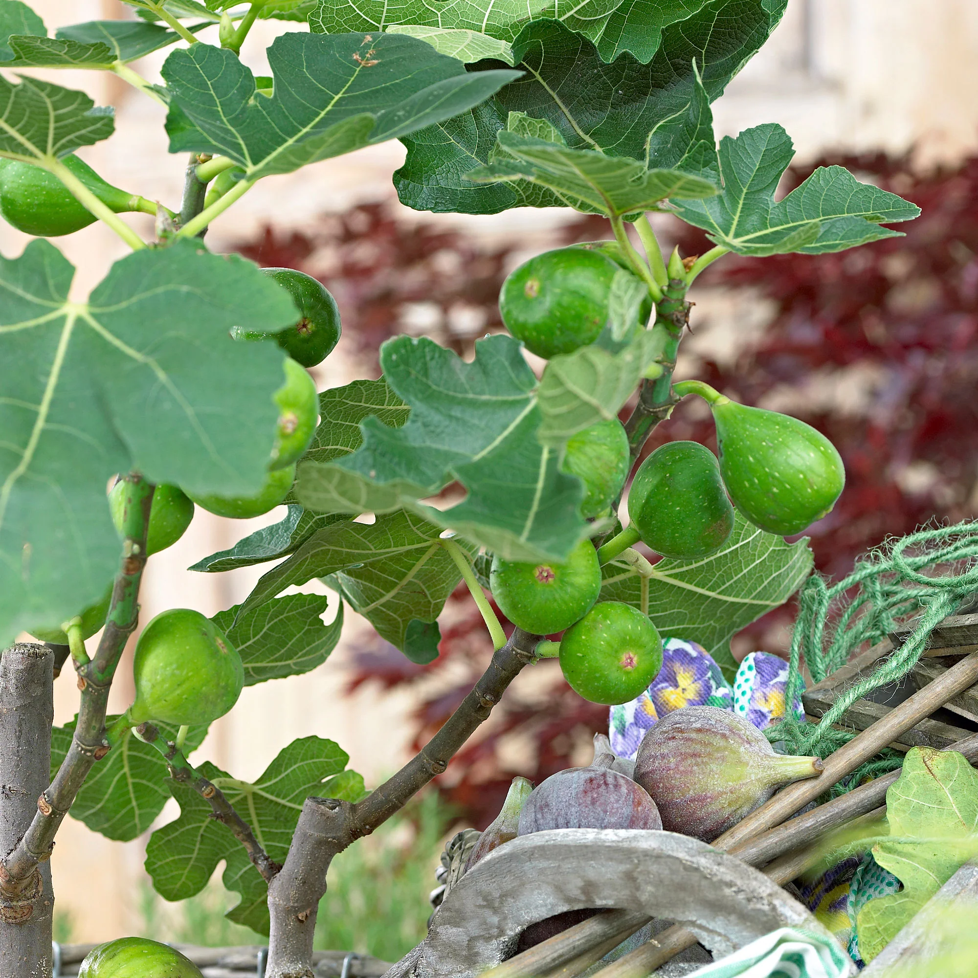 Figuier Ficus carica 'Perretta' - vert-marron - Bio - Image 4