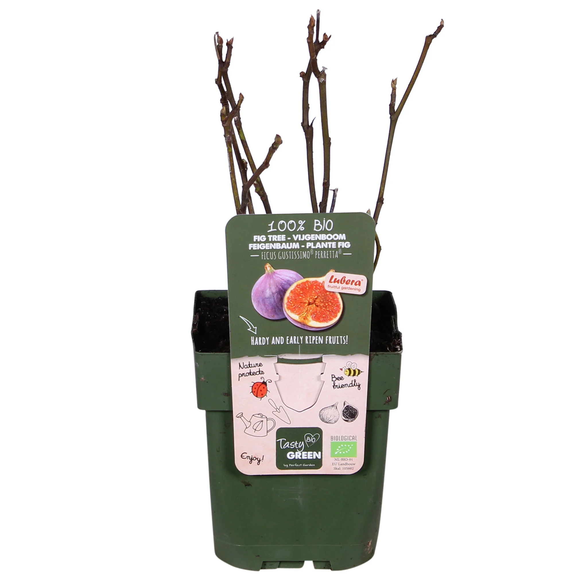 Figuier Ficus carica 'Perretta' - vert-marron - Bio - Image 8