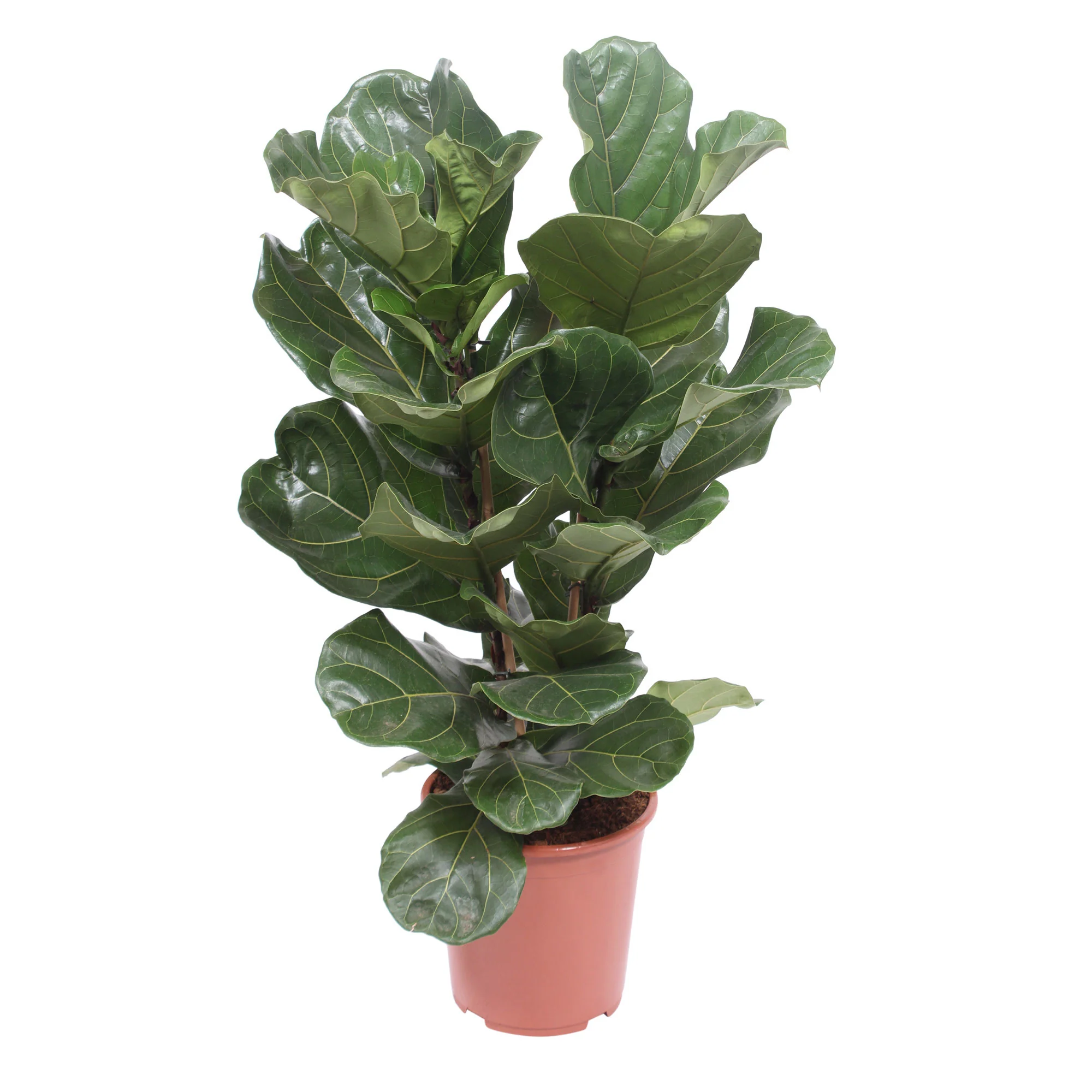 Figuier lyre Ficus lyrata 'Warb' - Image 3