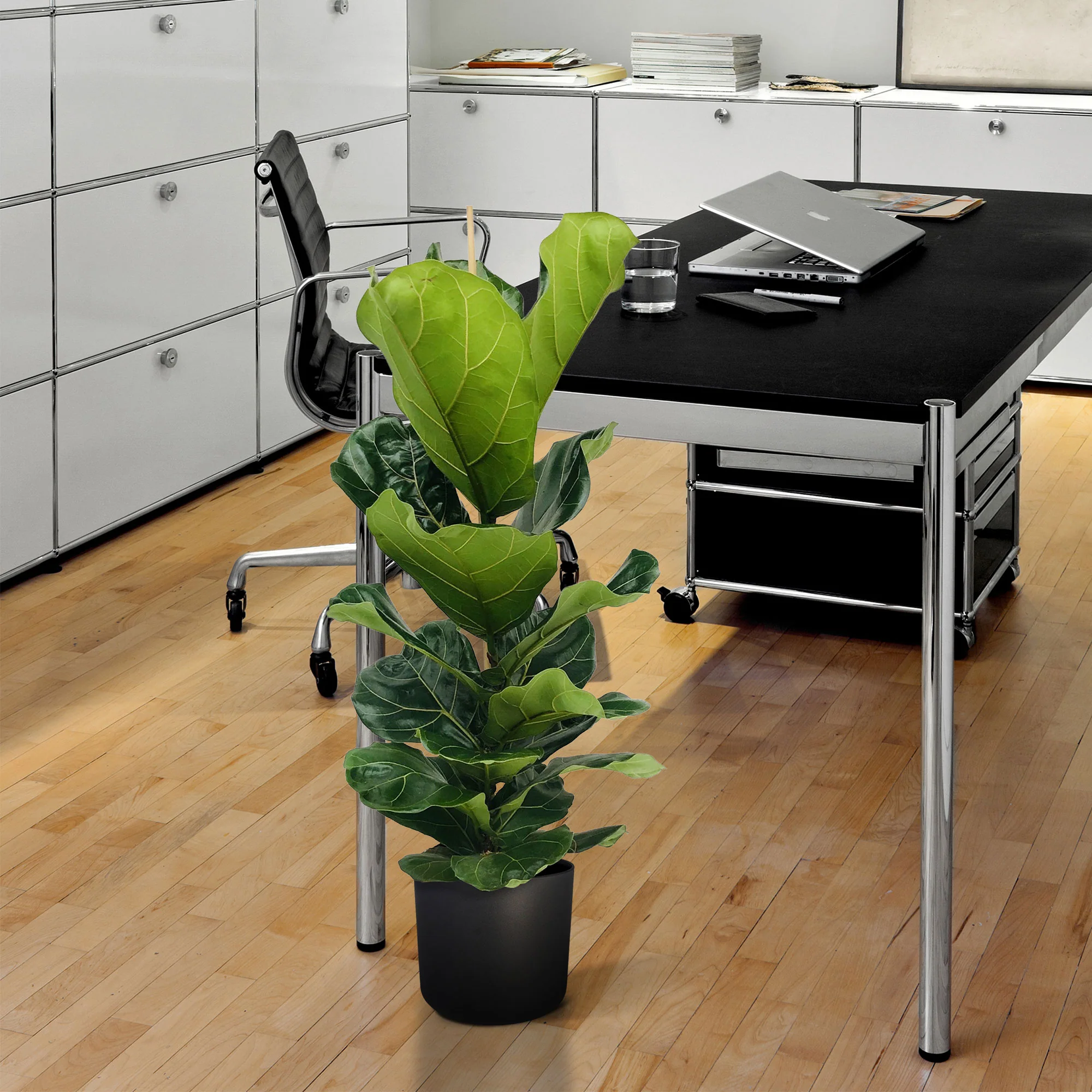 Figuier lyre Ficus lyrata XL - Image 2