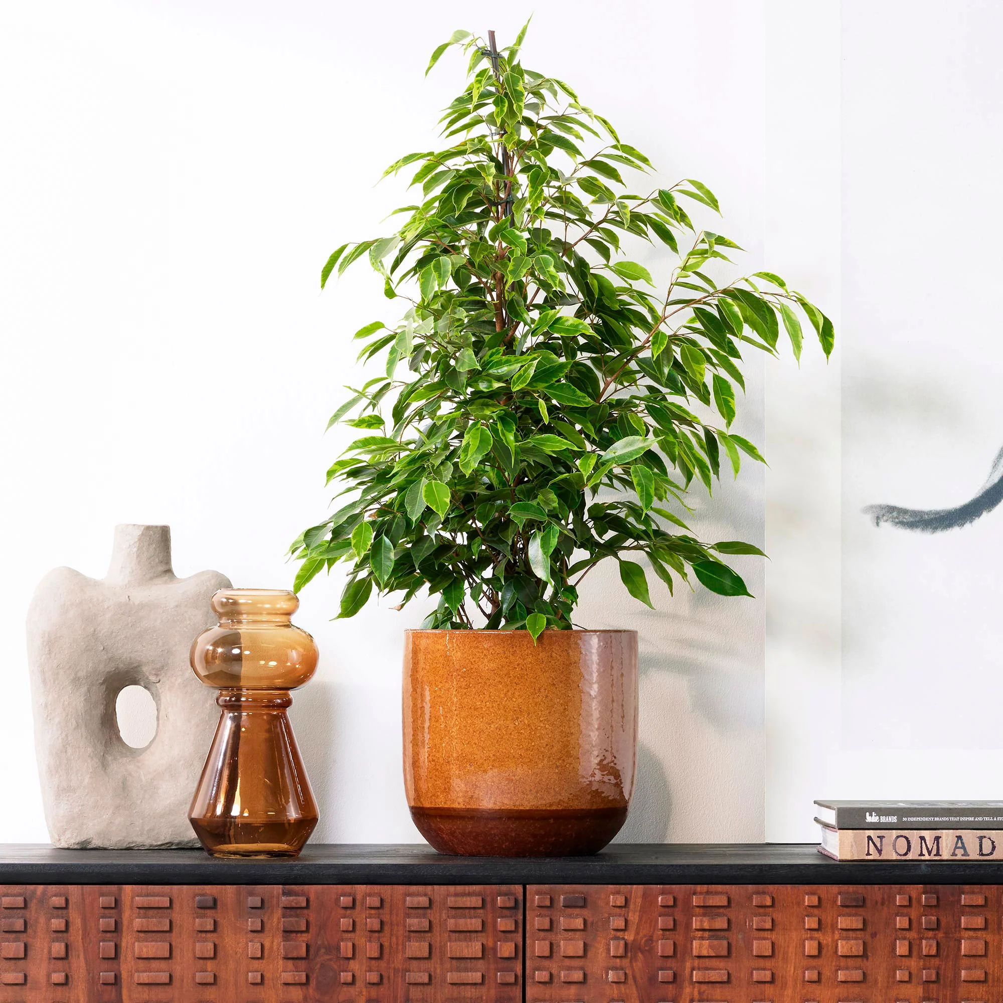 Figuier pleureur Ficus benjamina 'Anastasia' - Image 2