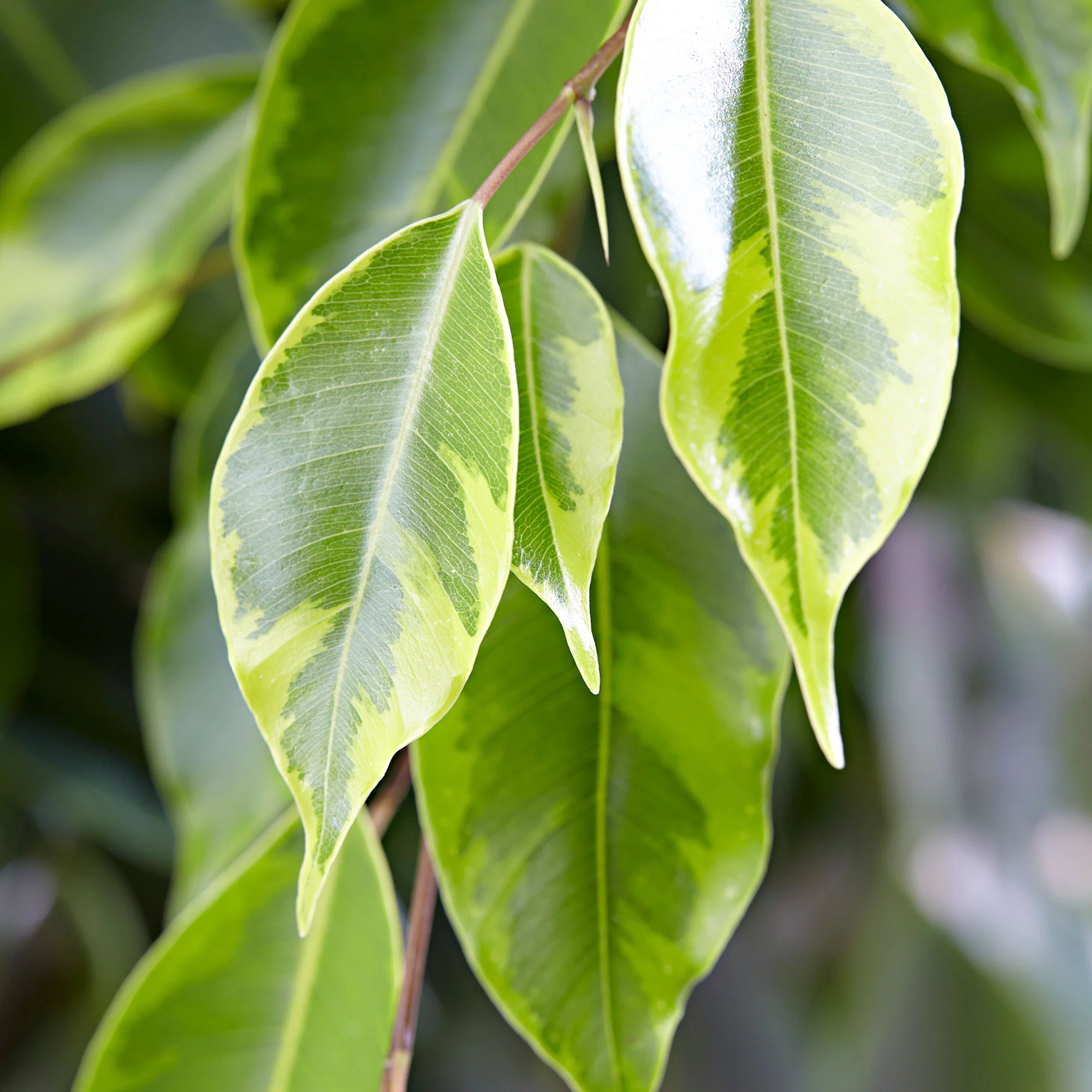 Figuier pleureur Ficus benjamina 'Anastasia' - Image 3