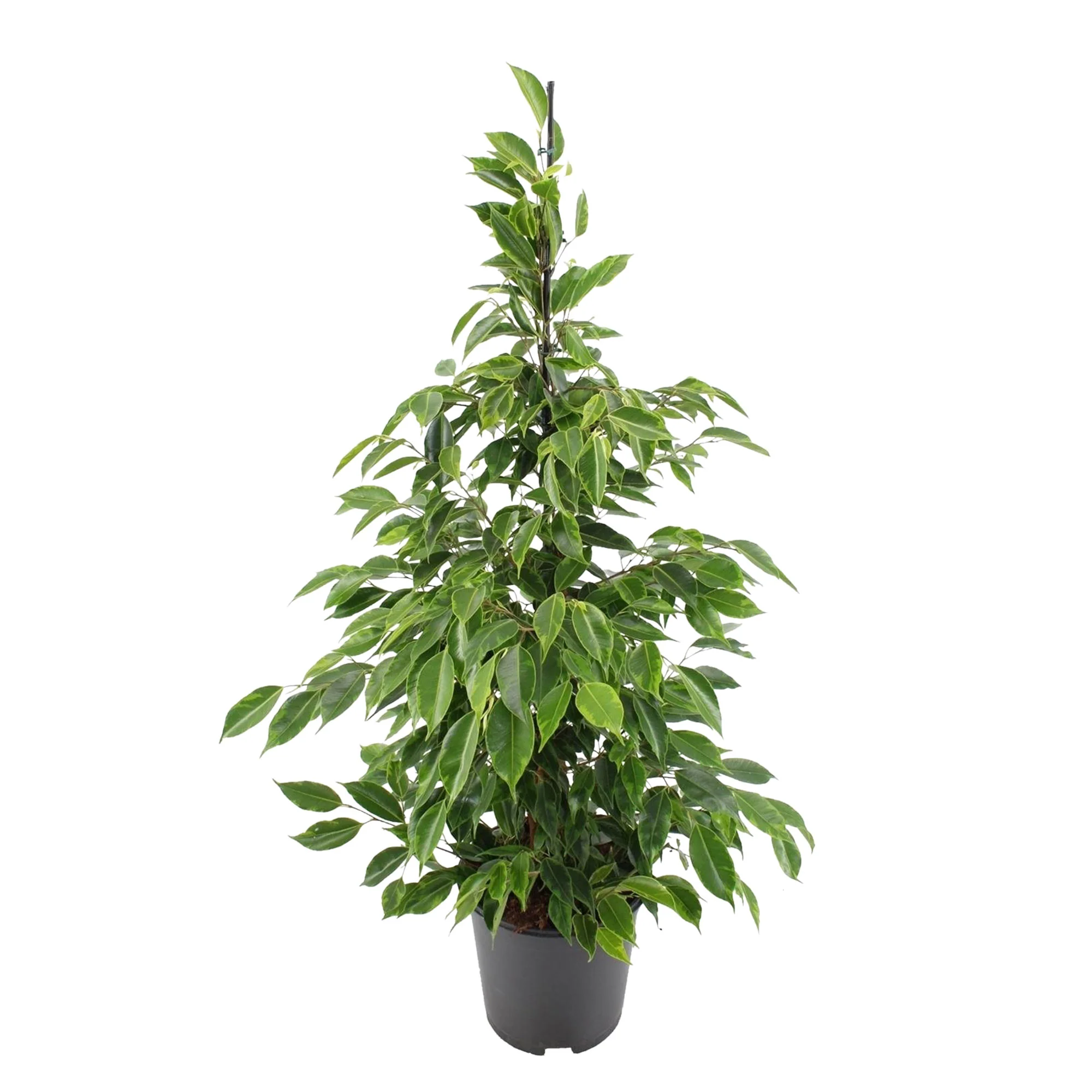 Figuier pleureur Ficus benjamina 'Anastasia' - Image 4
