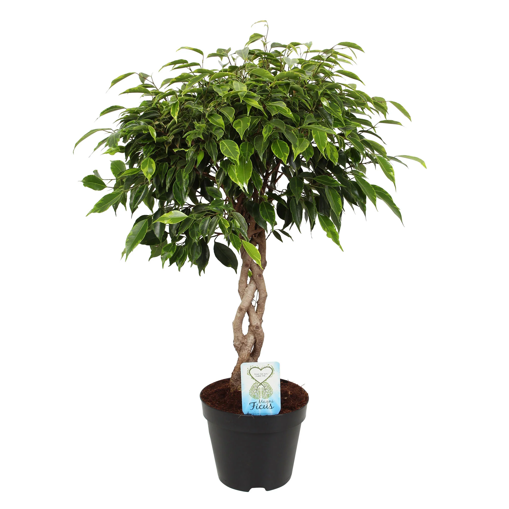 Figuier pleureur Ficus benjamina 'Anastasia' - tronc tressé - Image 3