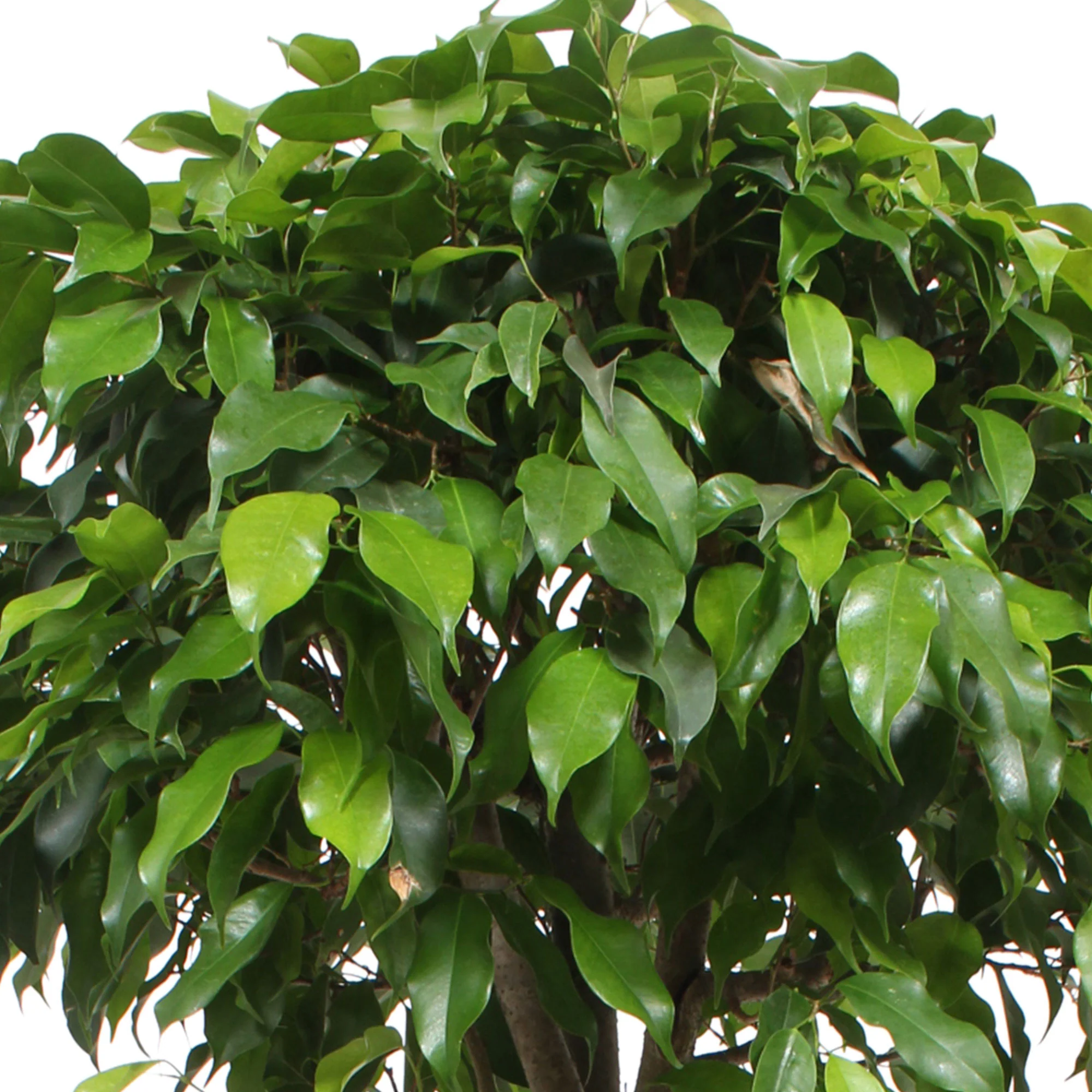 Figuier pleureur Ficus benjamina 'Columnar' - Image 2