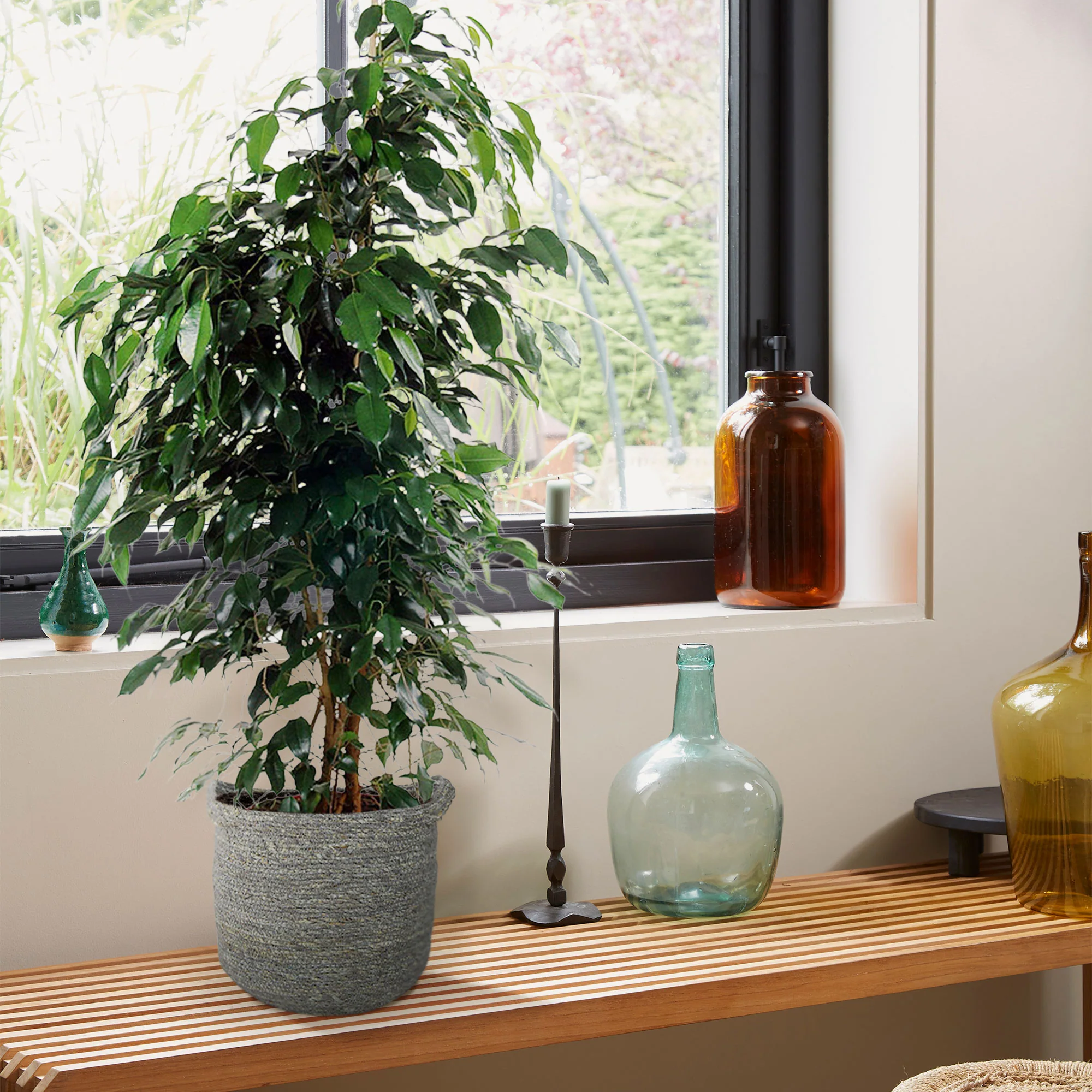 Figuier pleureur Ficus benjamina 'Danielle' avec panier en osier gris