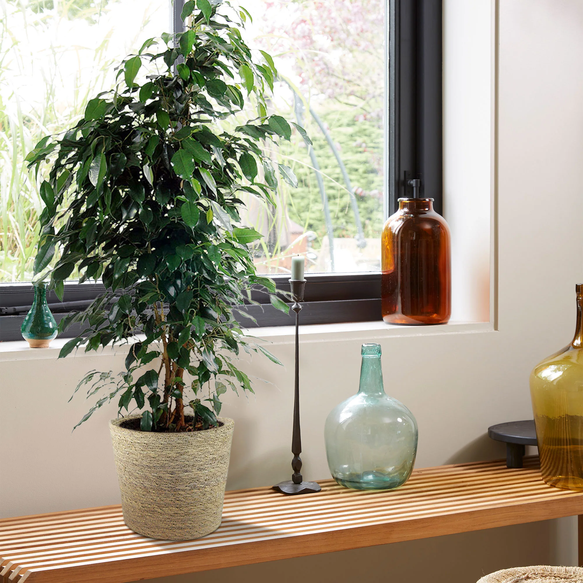 Figuier pleureur Ficus benjamina 'Danielle' avec panier en osier naturel - Image 2