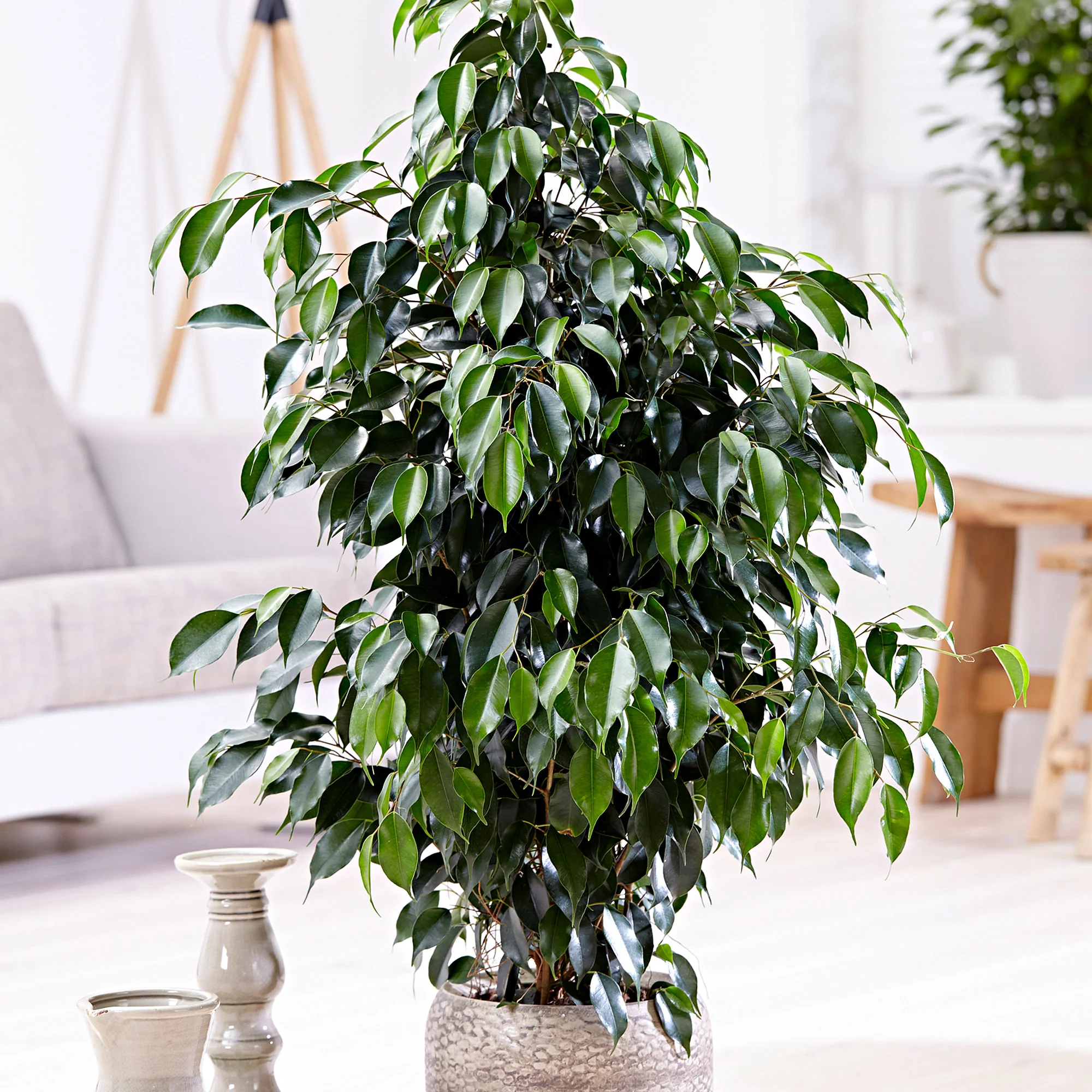 Figuier pleureur Ficus benjamina 'Danielle' avec panier en osier naturel - Image 3