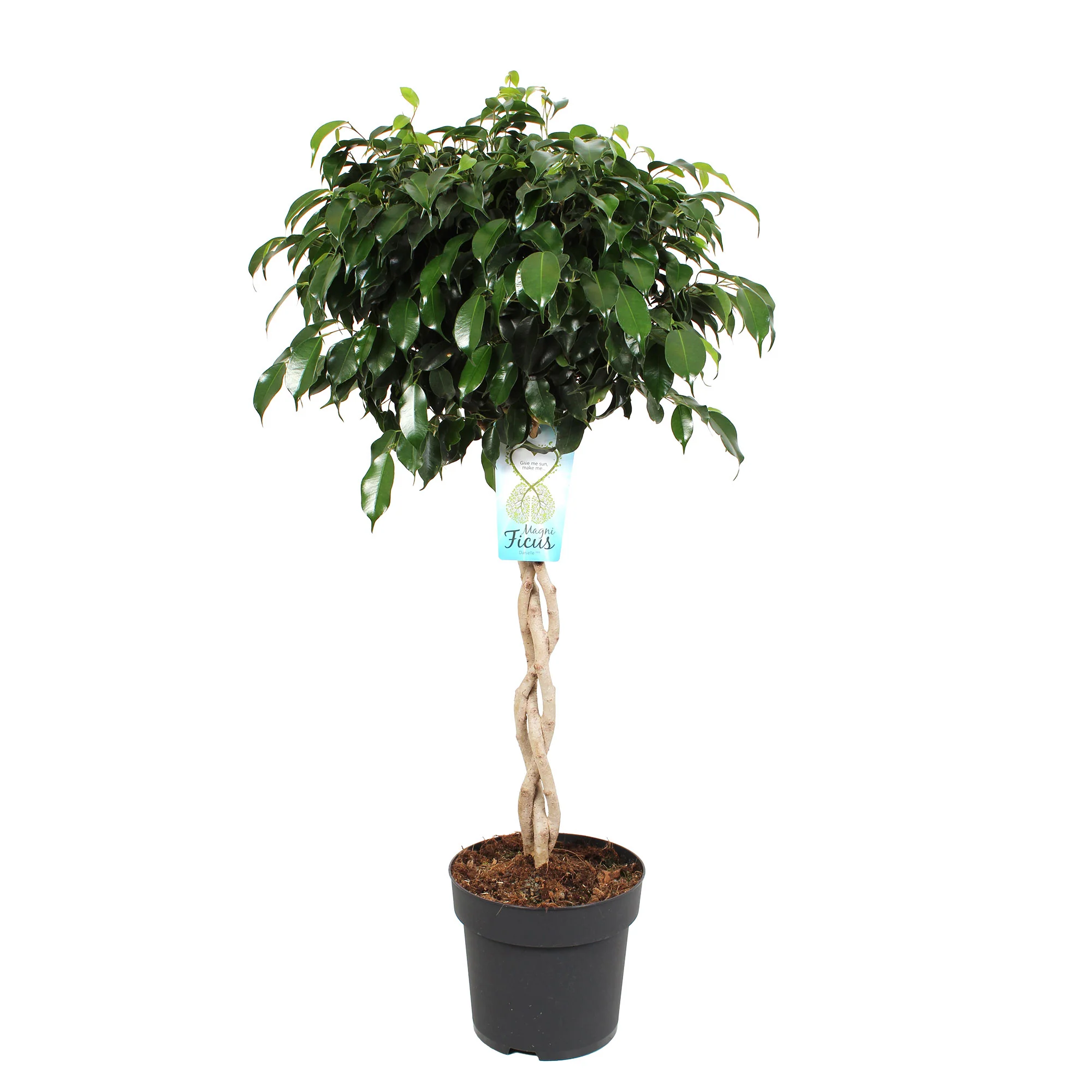 Figuier pleureur Ficus benjamina 'Daniëlle' - tige tressée - Image 3