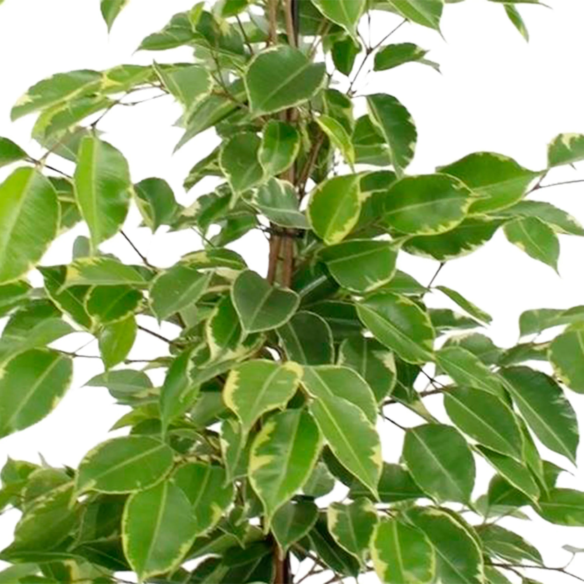 Figuier pleureur Ficus benjamina 'Golden King' - Image 2