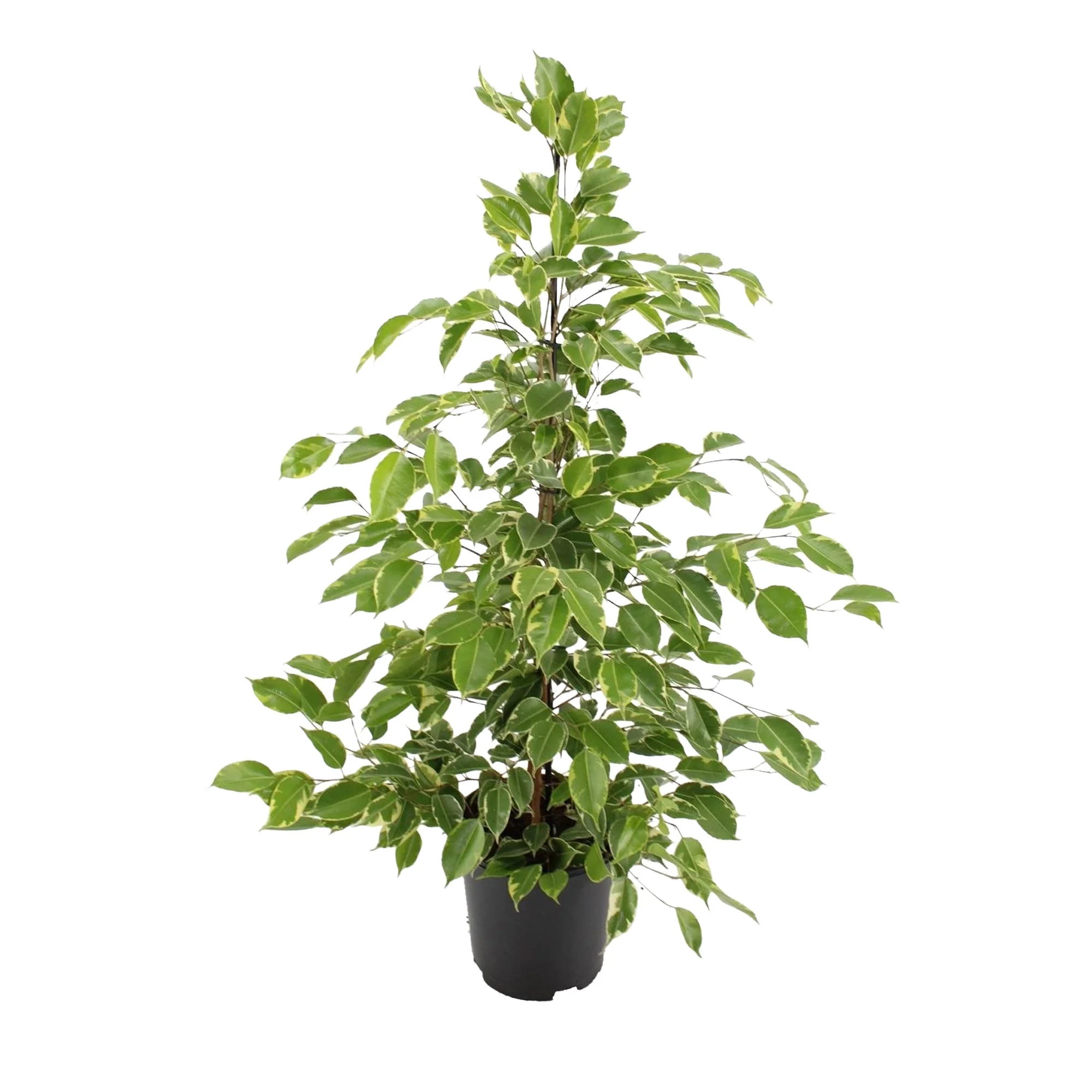 Figuier pleureur Ficus benjamina 'Golden King' - Image 3