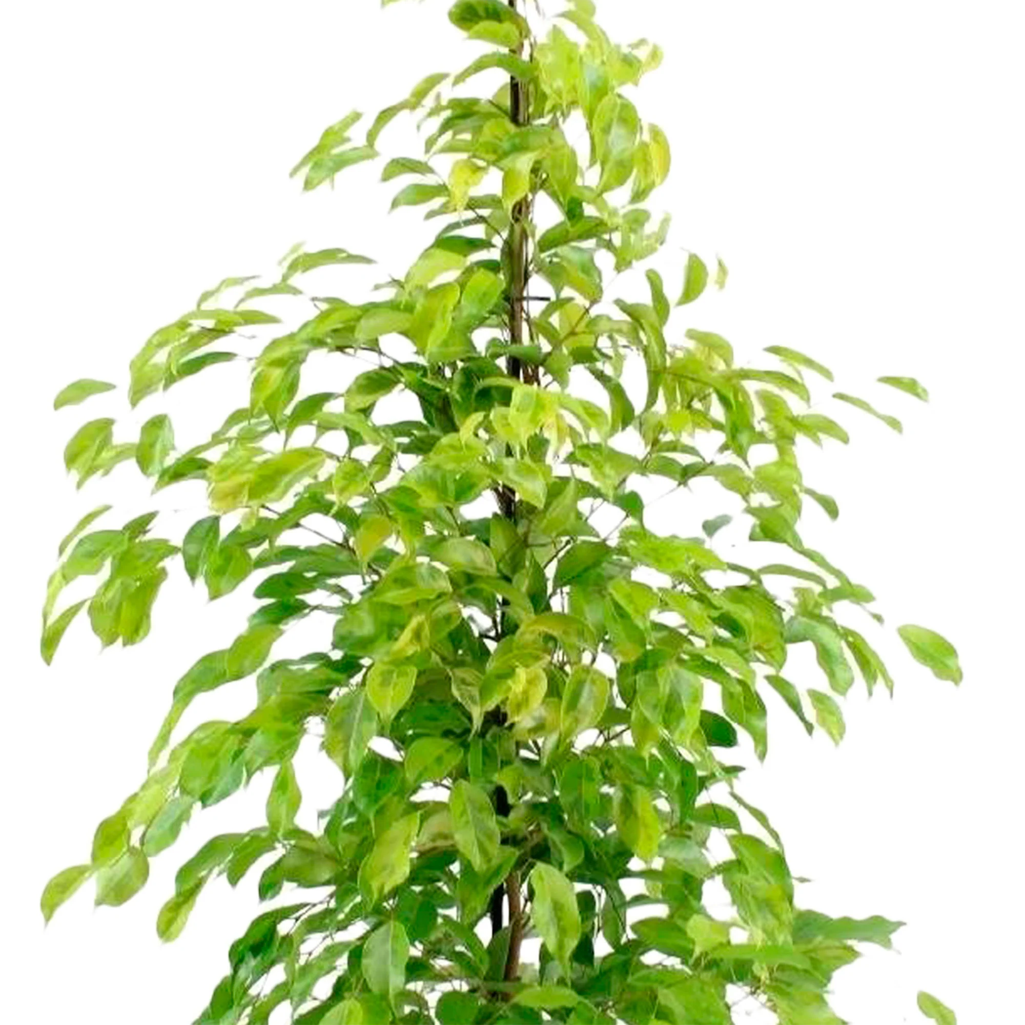 Figuier pleureur Ficus benjamina 'Reginald' - Image 2