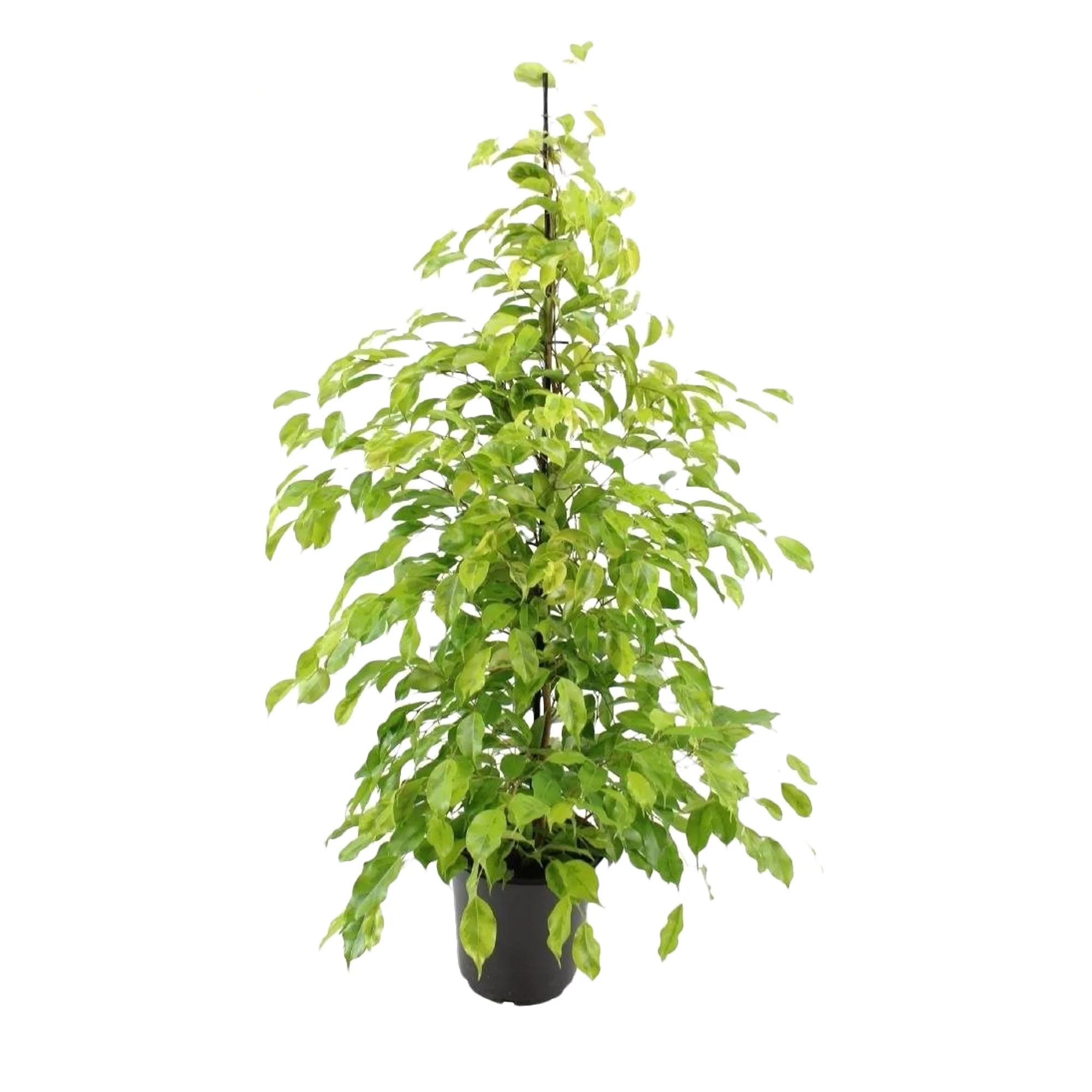 Figuier pleureur Ficus benjamina 'Reginald' - Image 3