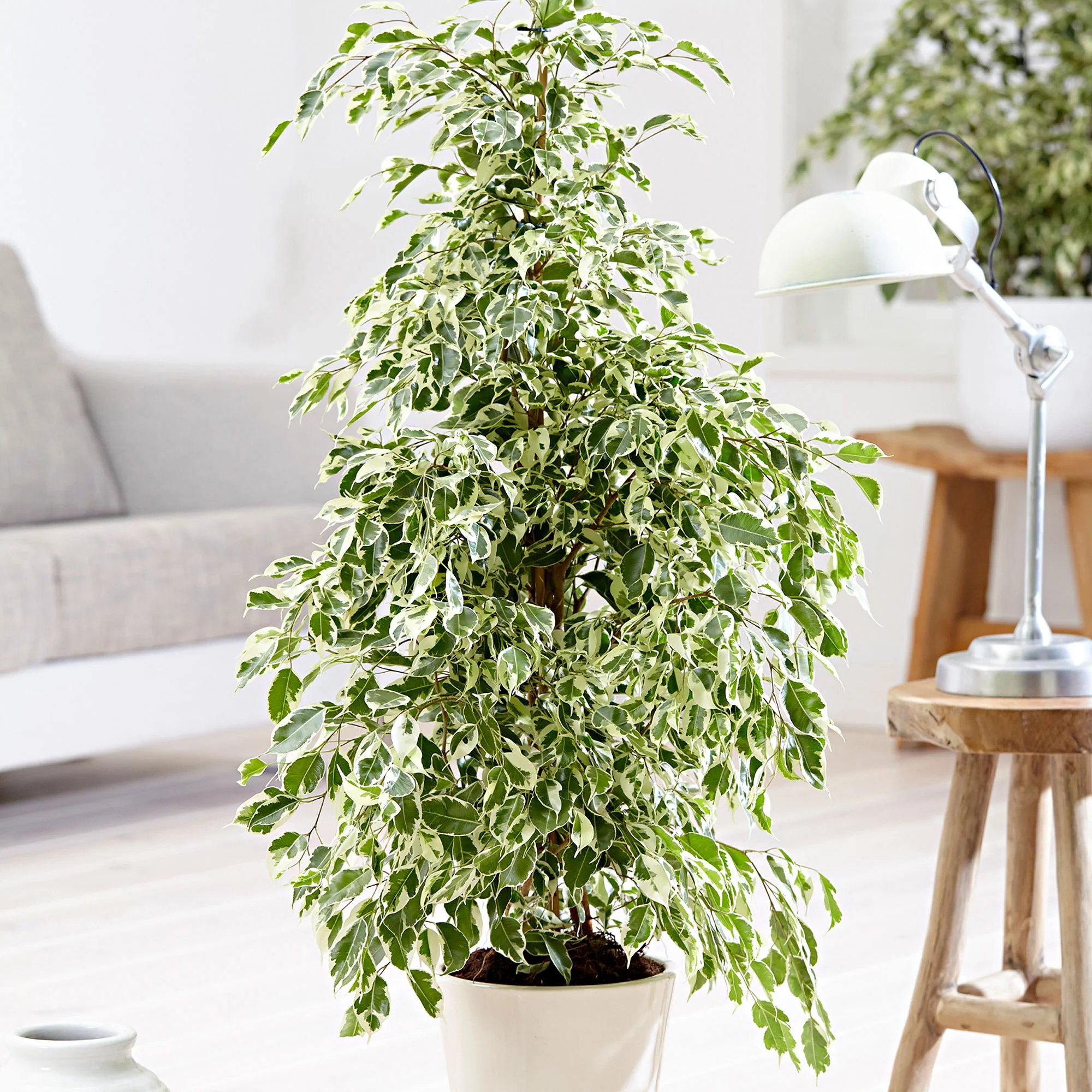 Figuier pleureur Ficus benjamina 'Twilight'