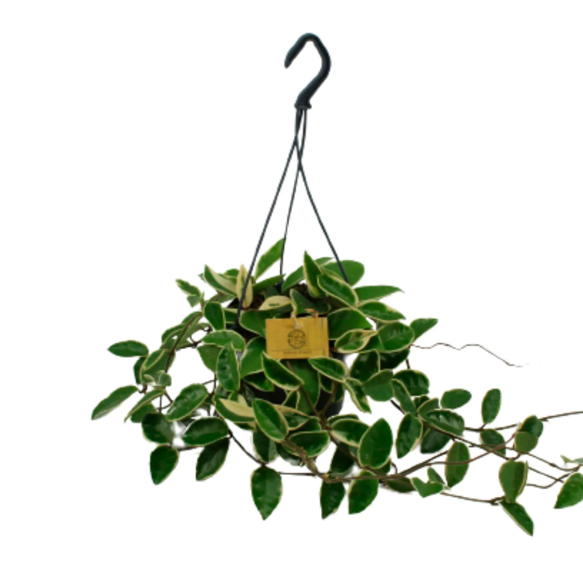 Fleur de cire Hoya 'Krimson Queen'  - Plante suspendue - Image 2