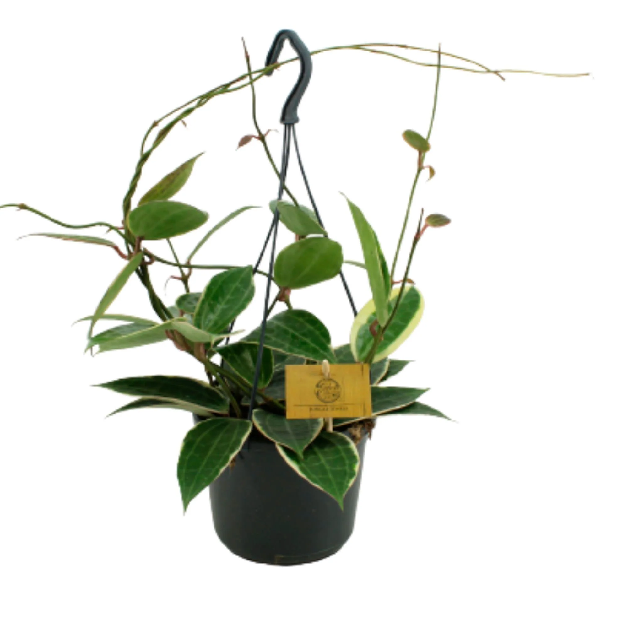 Fleur de cire Hoya macrophylla - Plante suspendue - Image 2