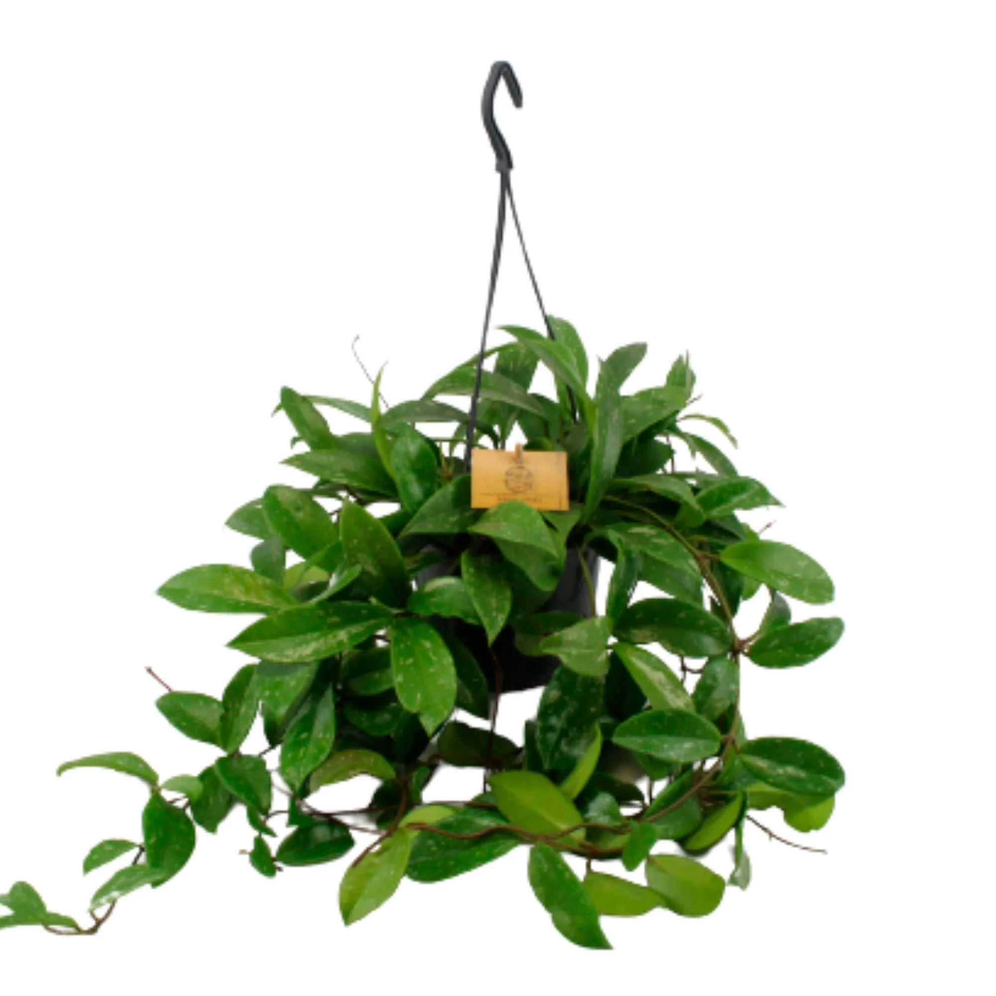 Fleur de cire Hoya 'Shirley'  - Plante suspendue - Image 2