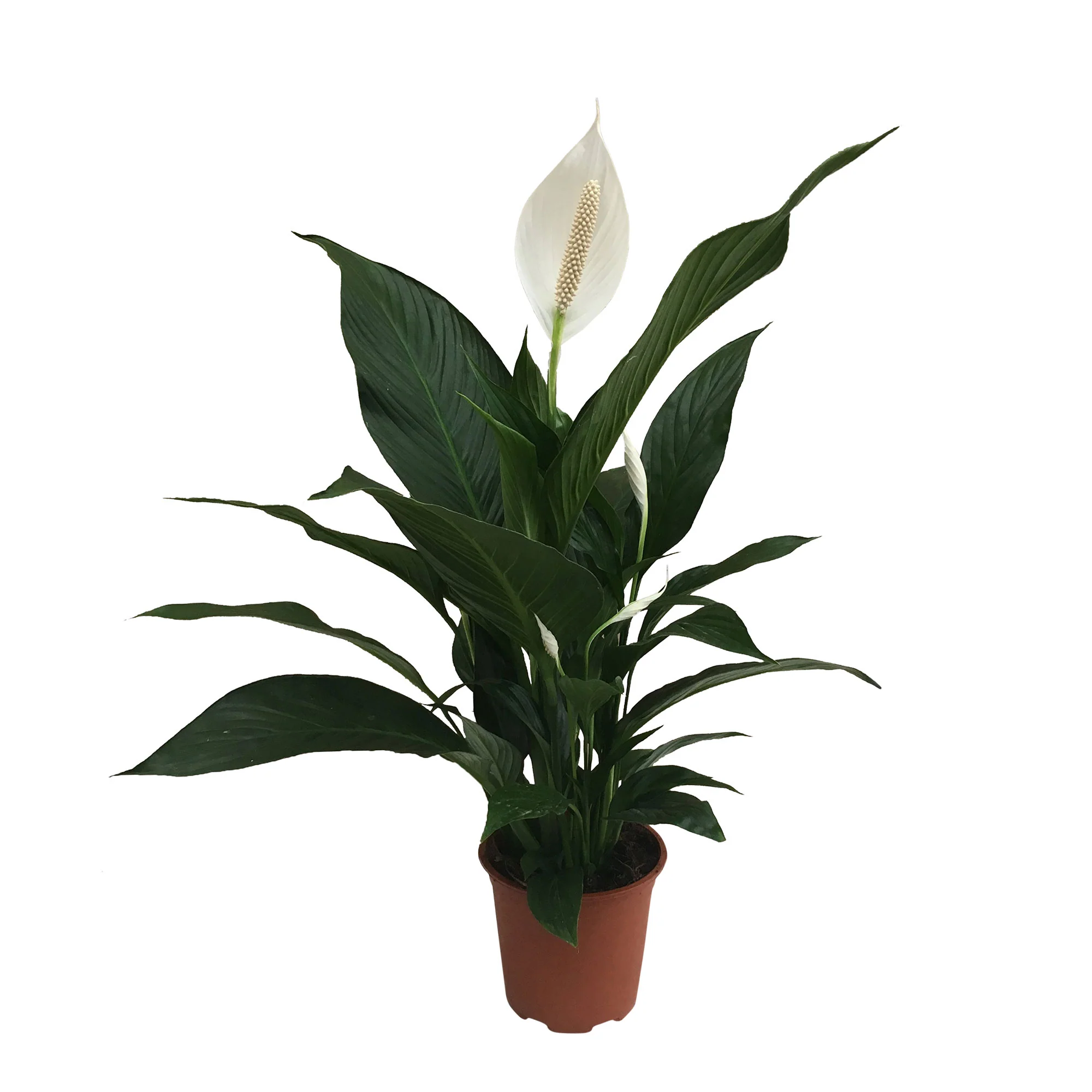 Fleur de lune Spathiphyllum 'Bingo Cupido' Blanc avec pot décoratif - Image 5