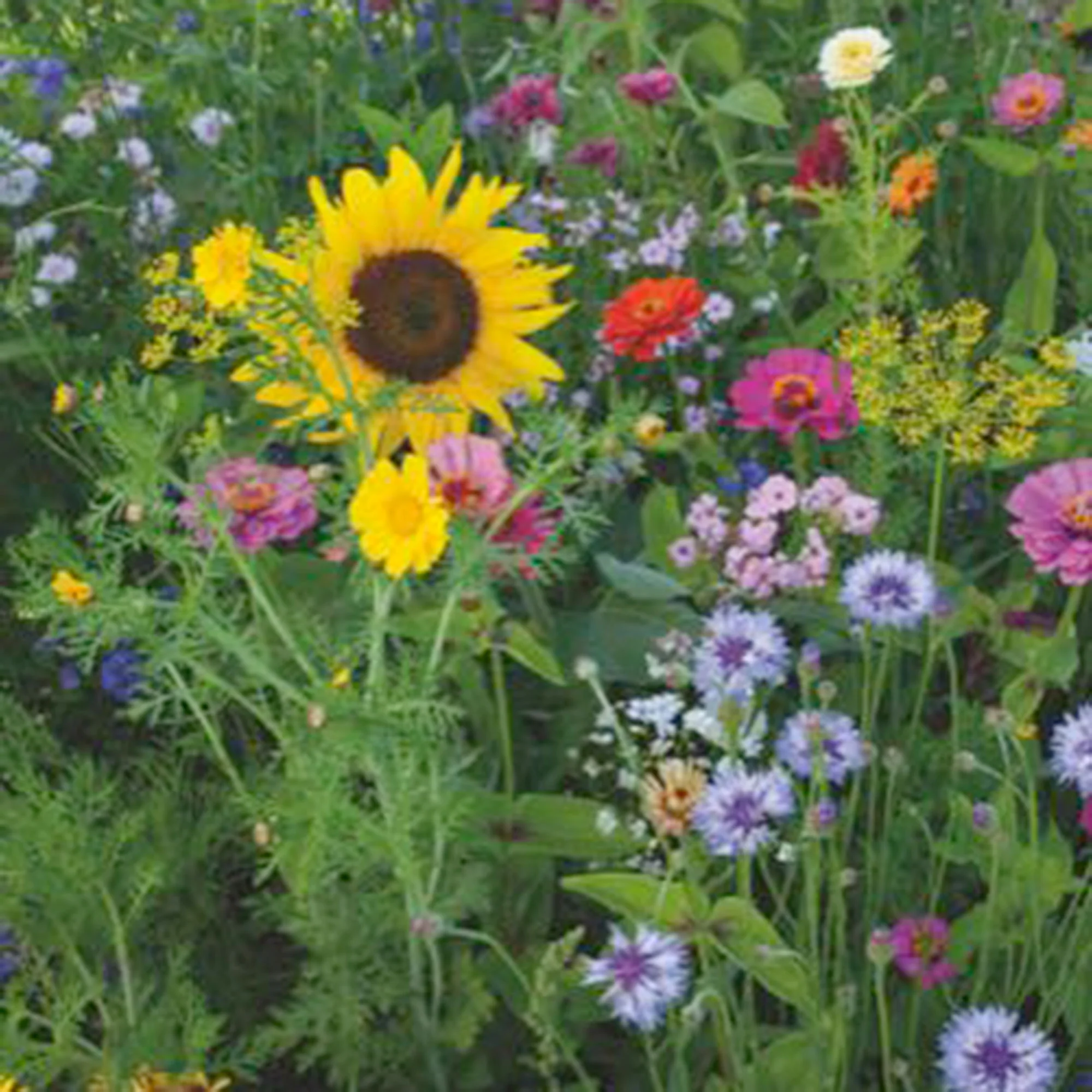 Fleurs d'été - Mélange 1 m² - Semences de fleurs - Image 4