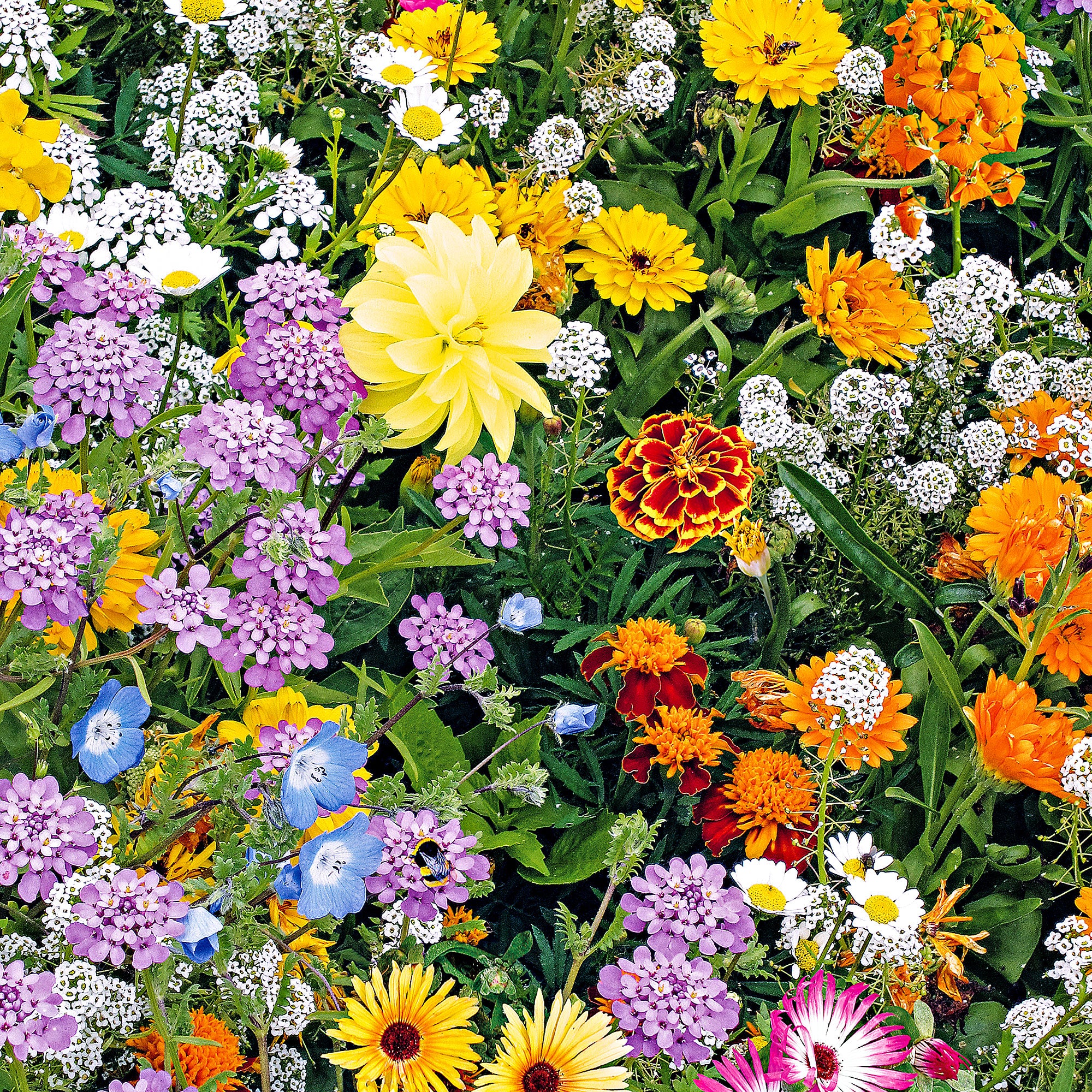 Fleurs pour abeilles mél. - Image 2