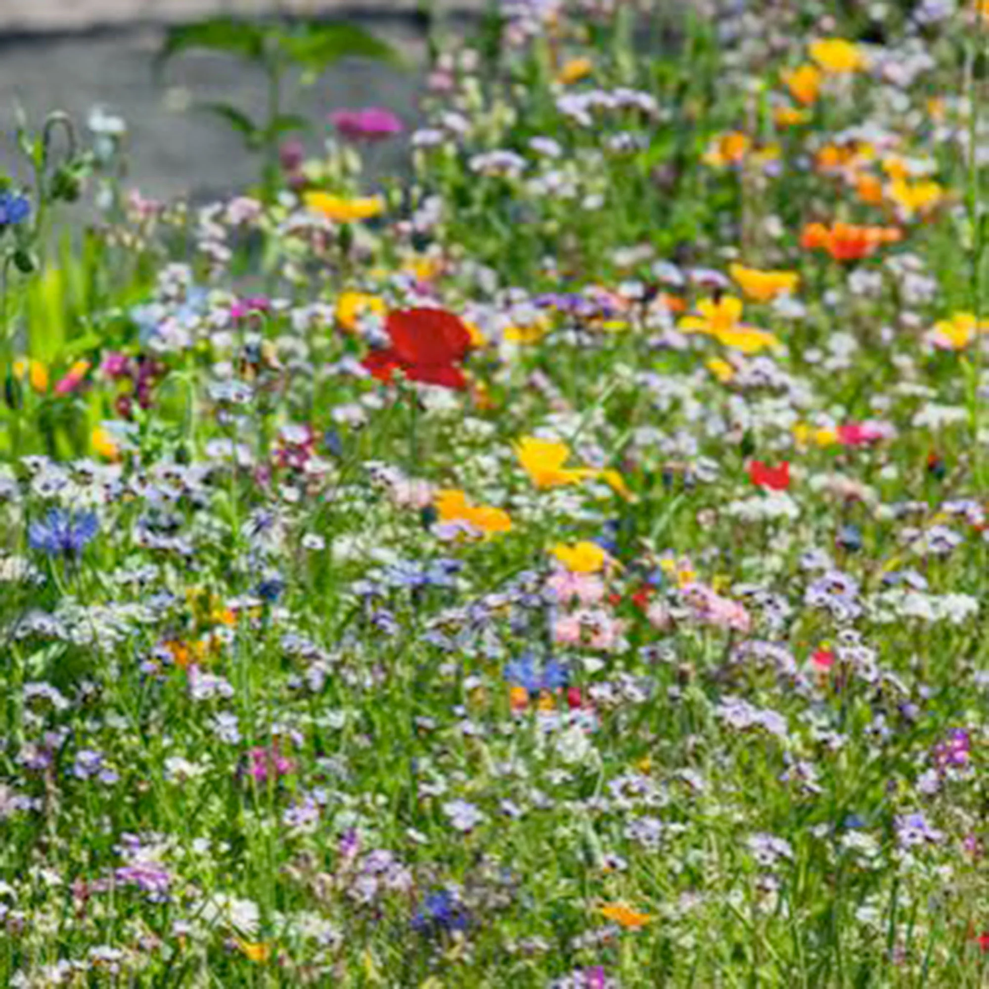 Fleurs pour bordures d'herbe - Mélange 2 m² - Semences de fleurs