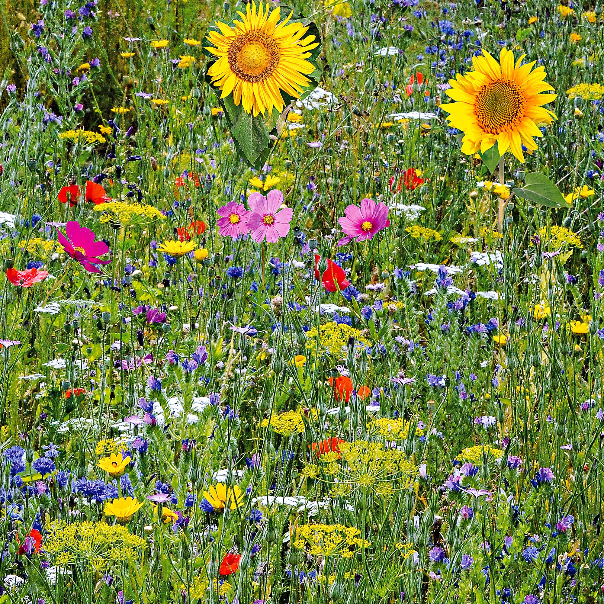 Fleurs pour oiseaux mél. - Image 2