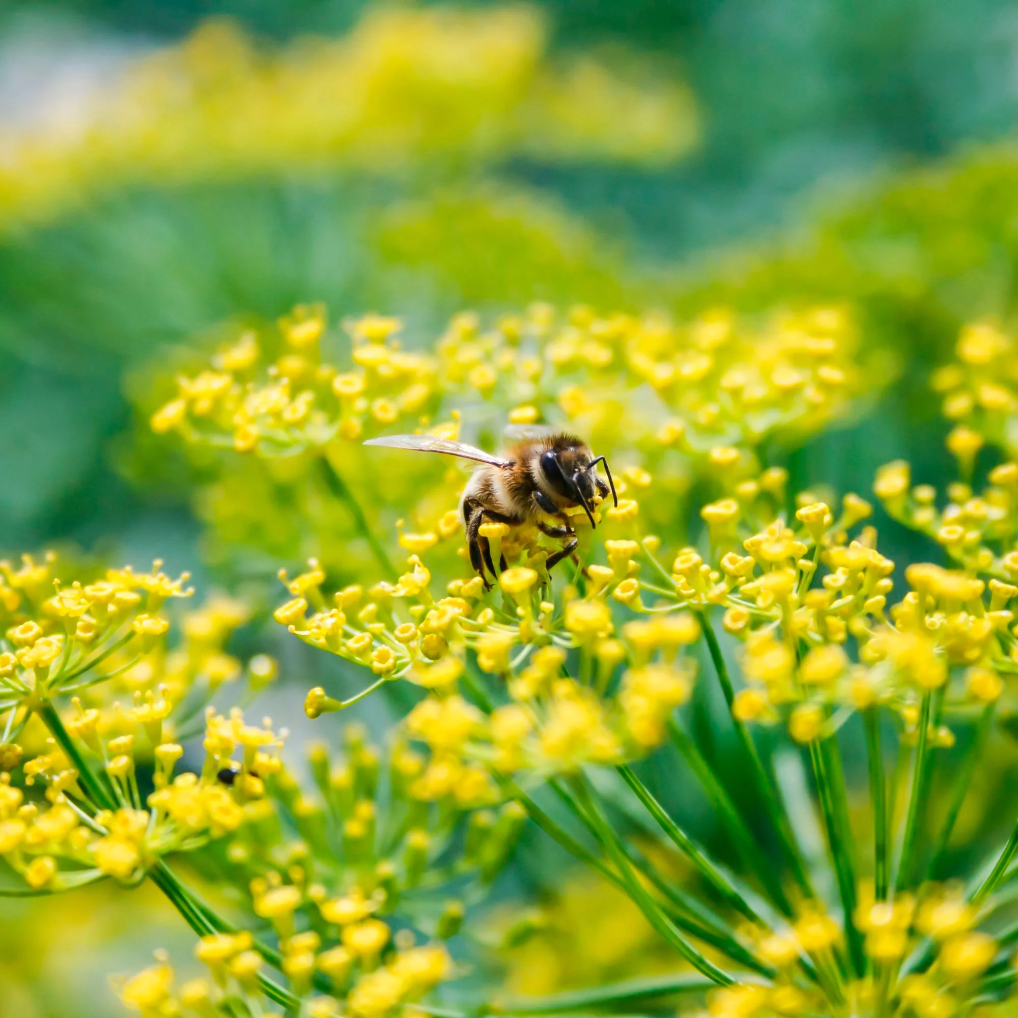 Foeniculum  Vert - Bio - Image 3