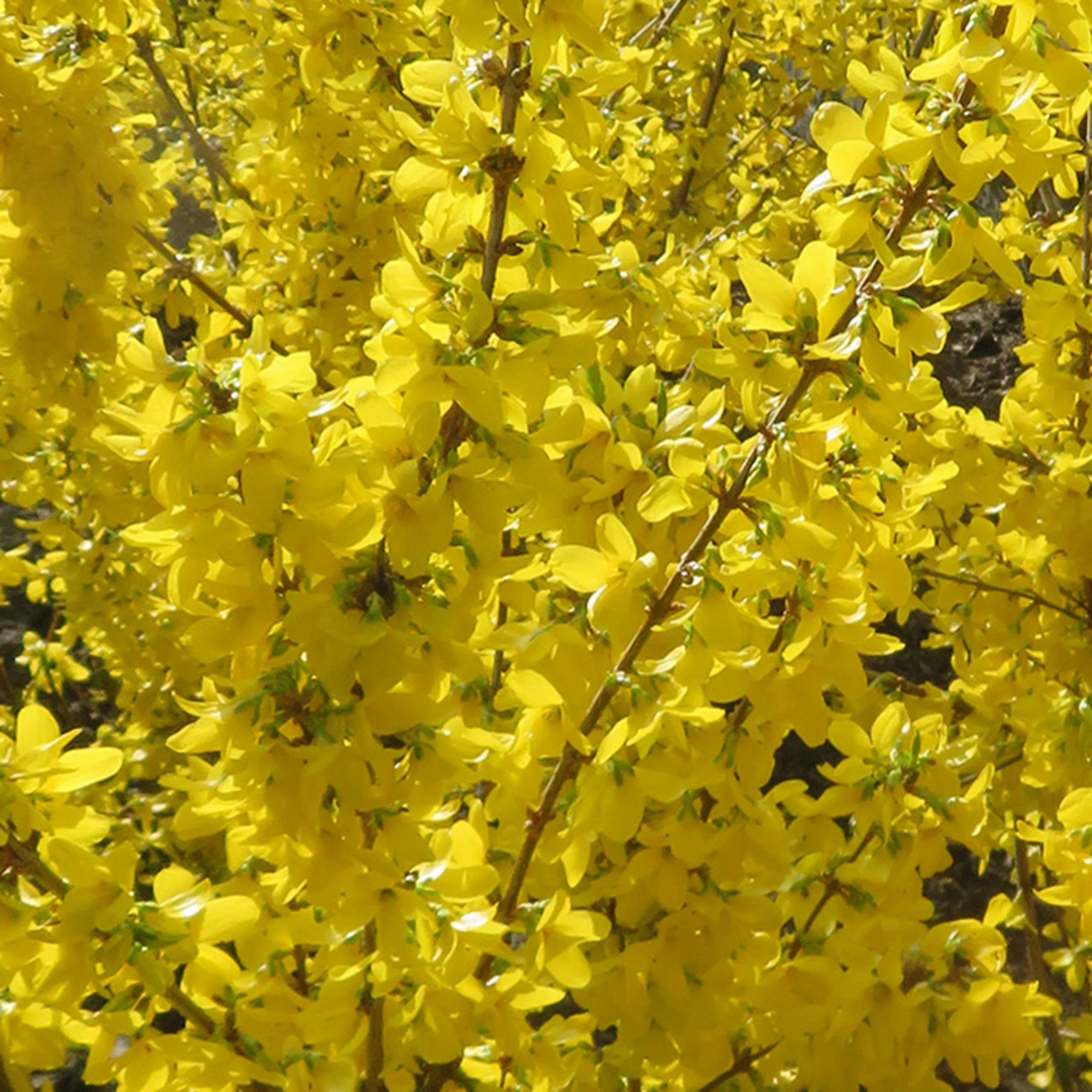 Forsythia 'Mikador' jaune - Image 3