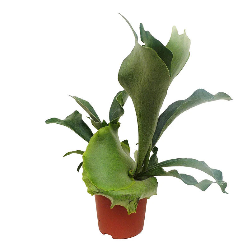 Fougère Corne de Cerf Platycerium bifurcatum  - Plante suspendue - Image 4