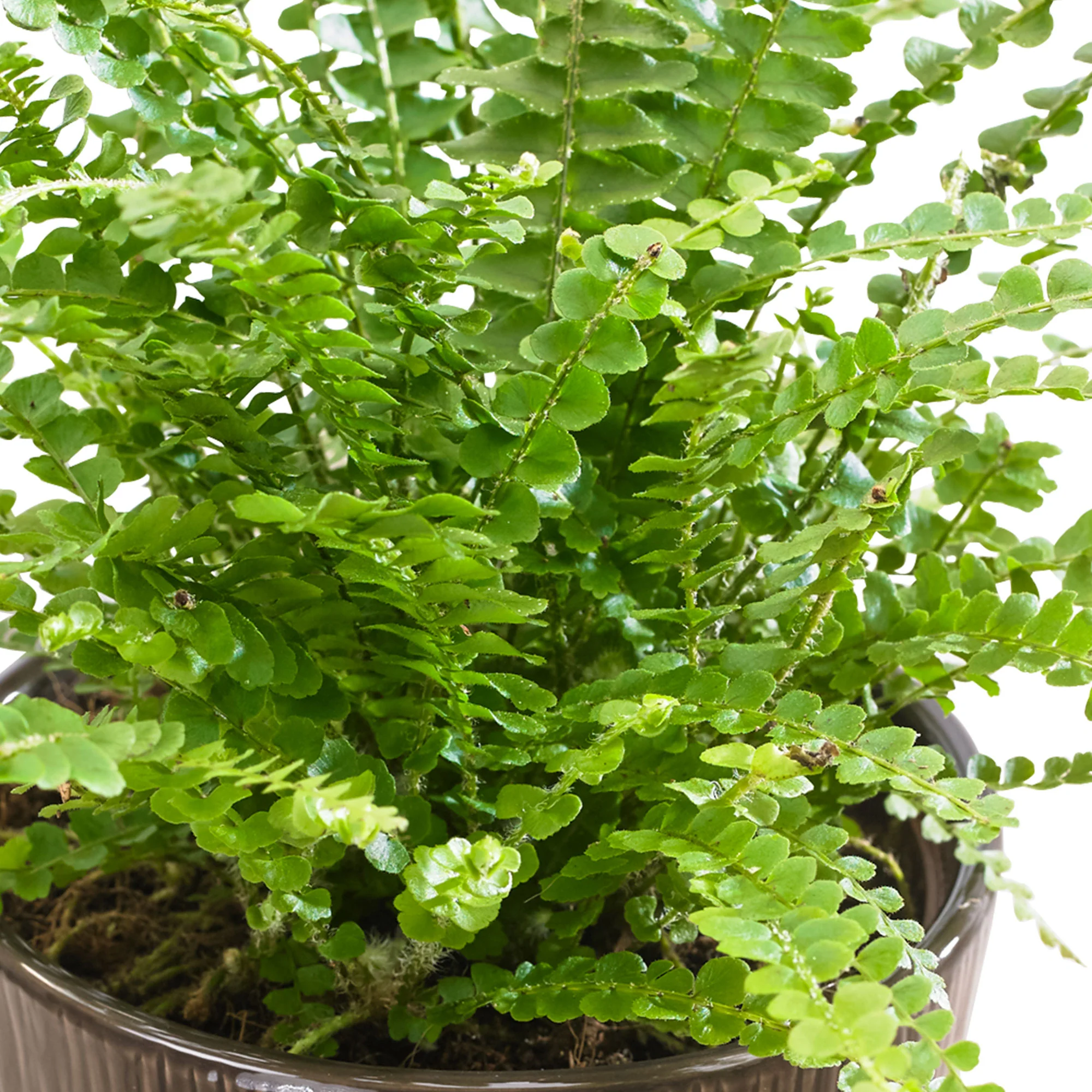 Fougère de Boston Nephrolepis 'Duffi' - Image 3