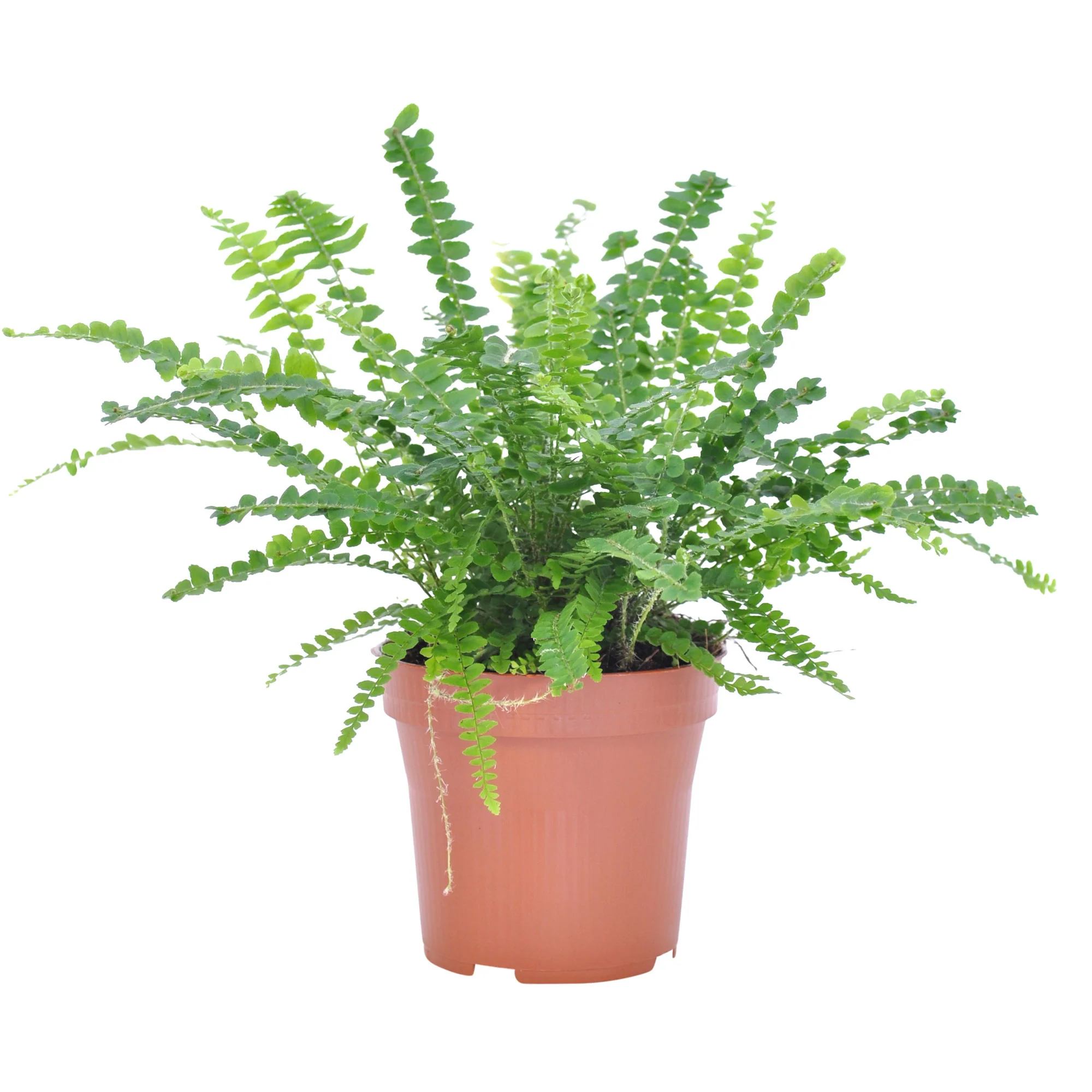 Fougère de Boston Nephrolepis 'Duffi' - Image 4