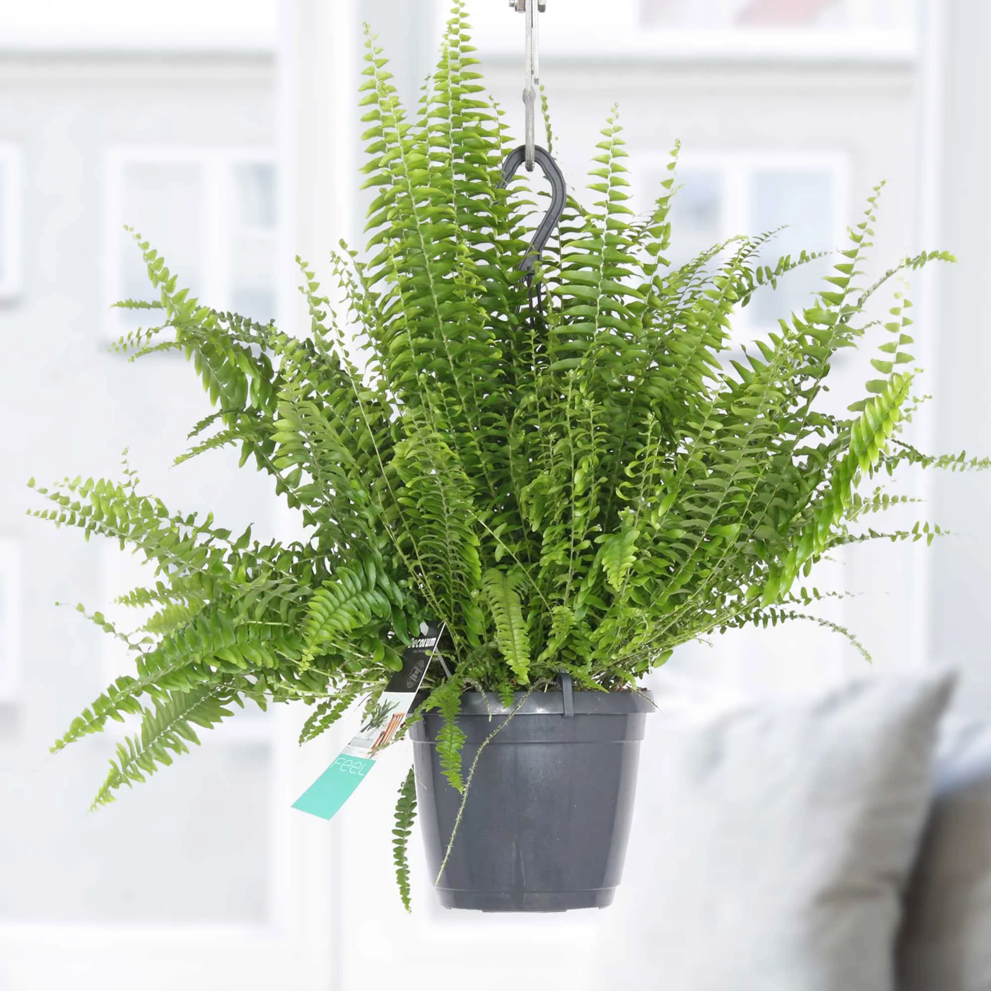 Fougère de Boston Nephrolepis exaltata avec pot suspendu en plastique